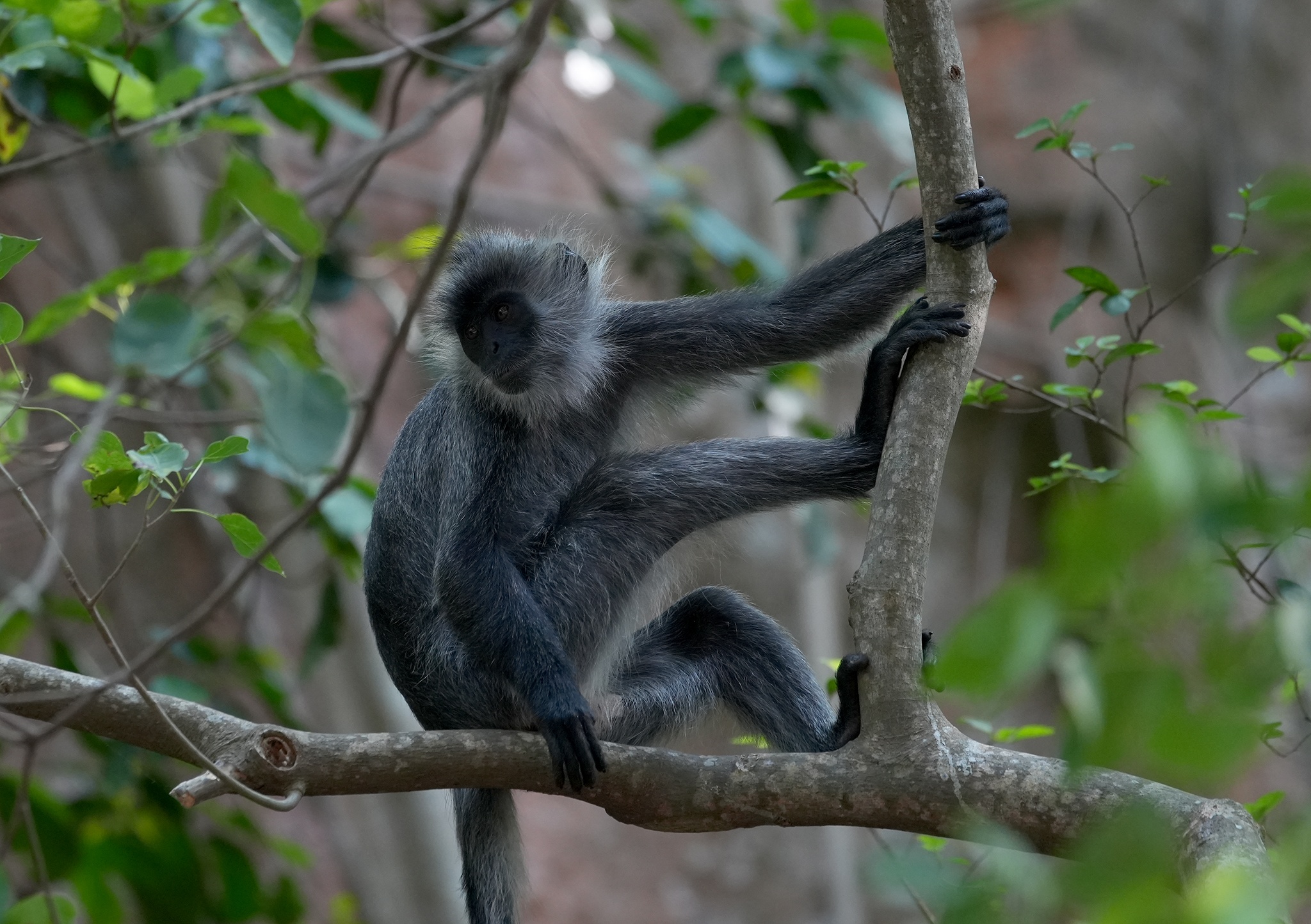 Vooc bac Duong Dong anh 9