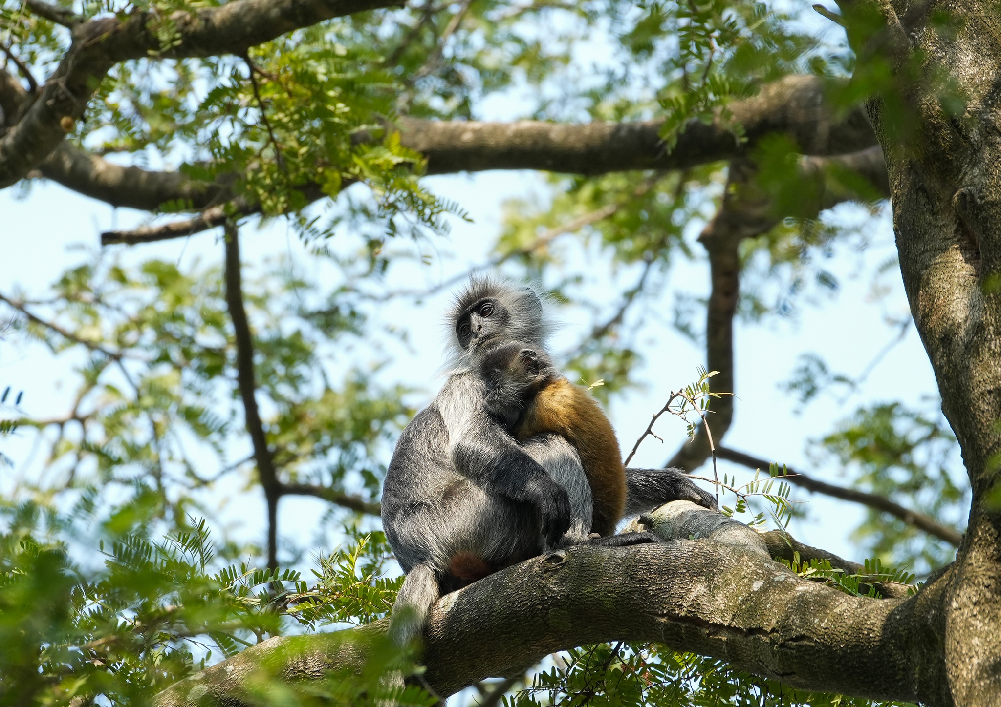 Vooc bac Duong Dong anh 4