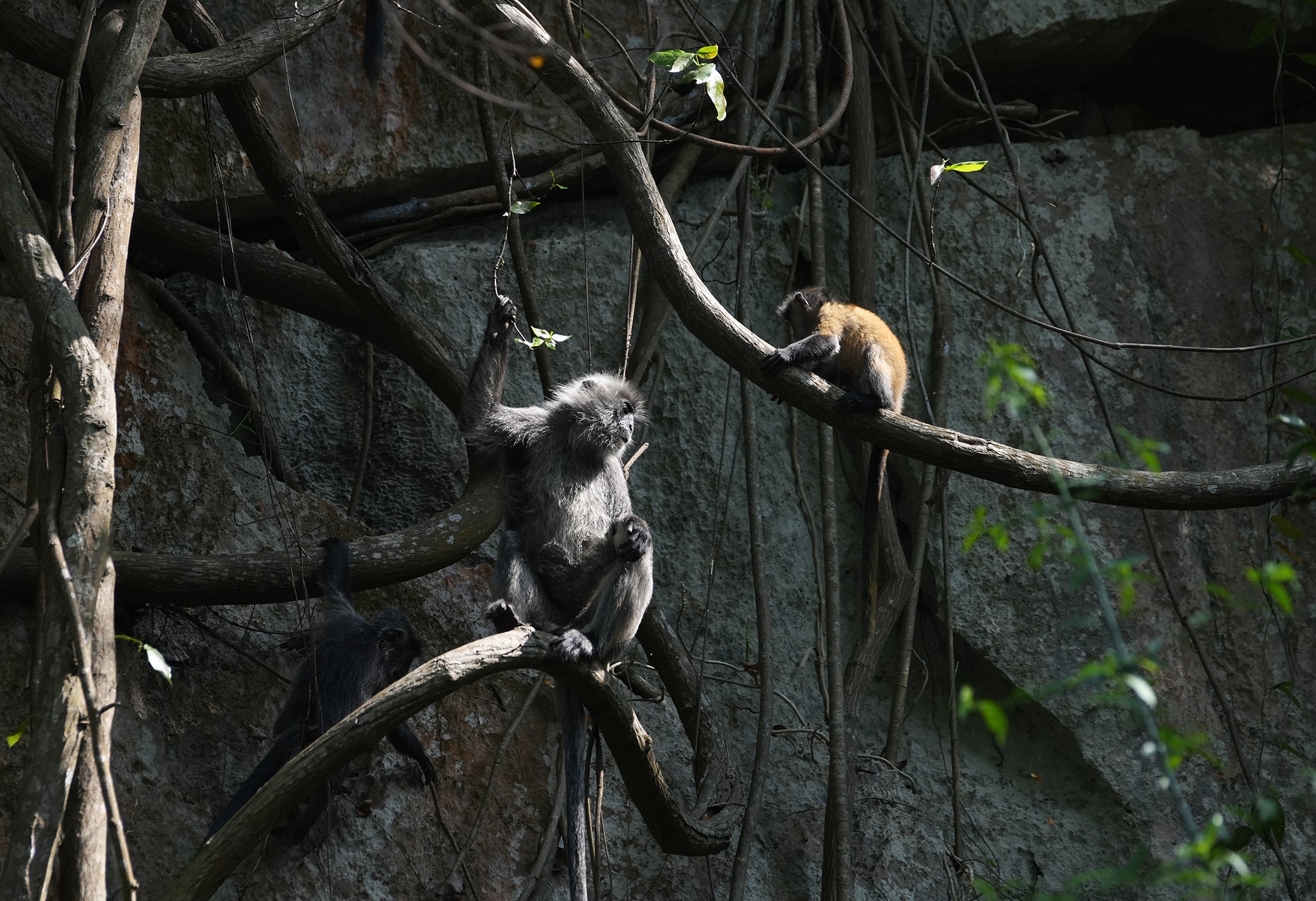 Vooc bac Duong Dong anh 5