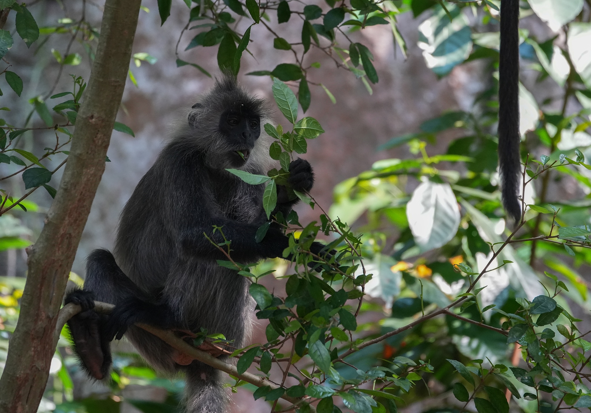 Vooc bac Duong Dong anh 11