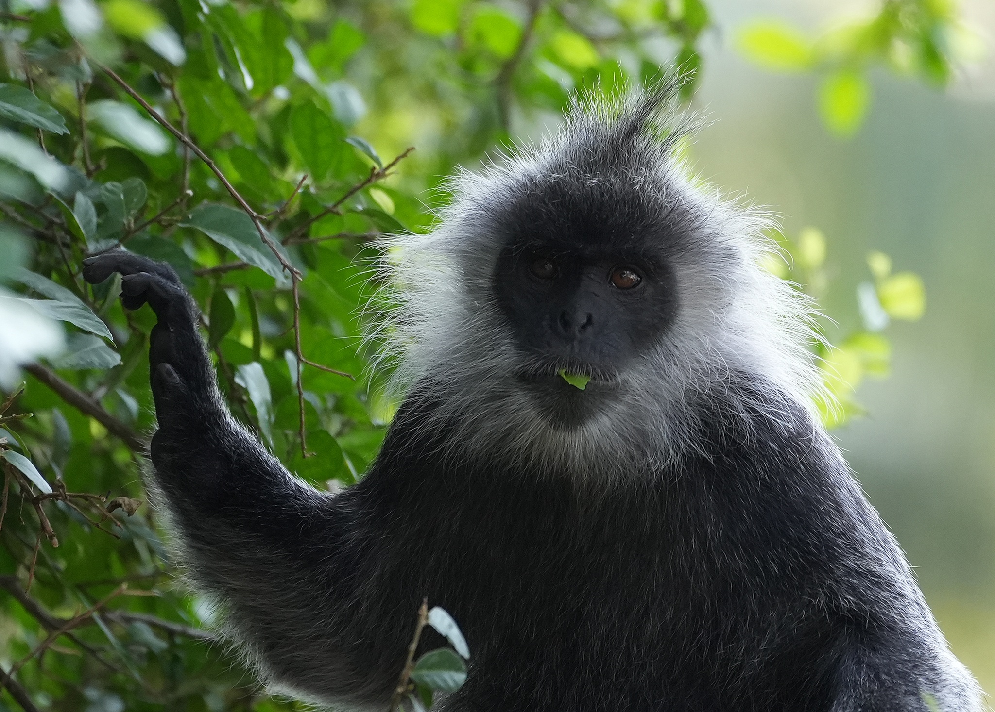 Vooc bac Duong Dong anh 2