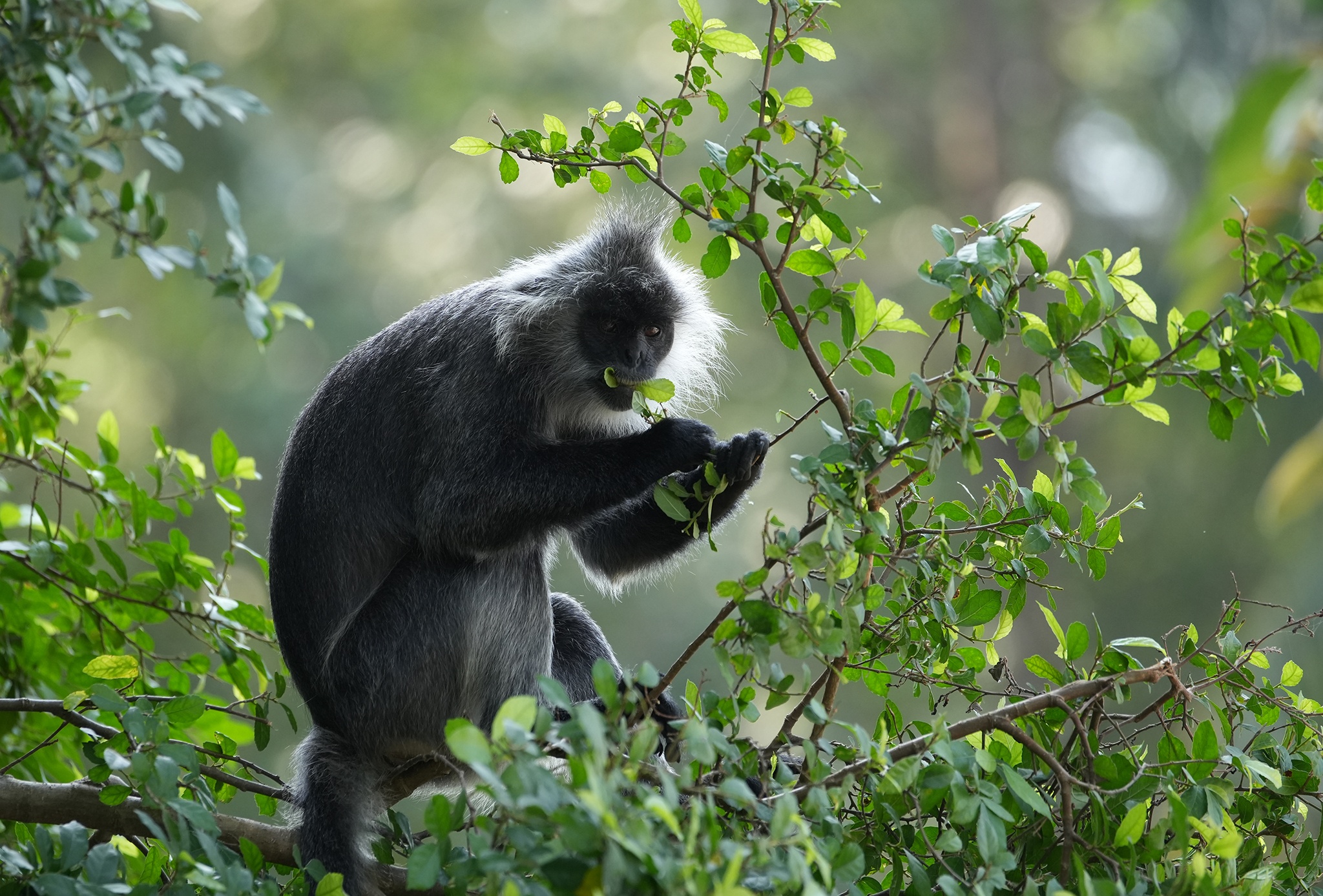 Dan vooc 'sap nguy cap' o Kien Giang 12 nam sau di doi hinh anh
