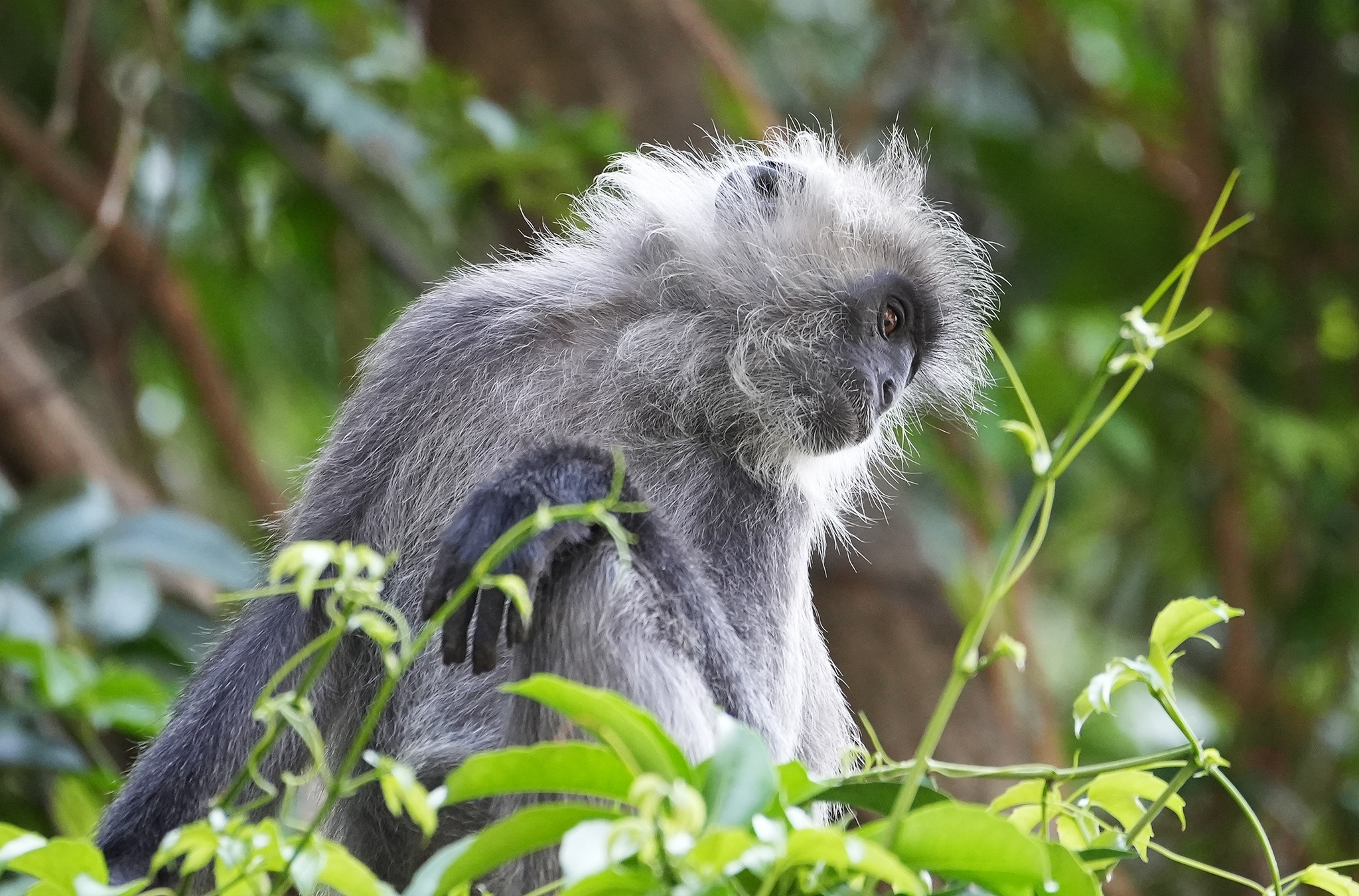 Vooc bac Duong Dong anh 7