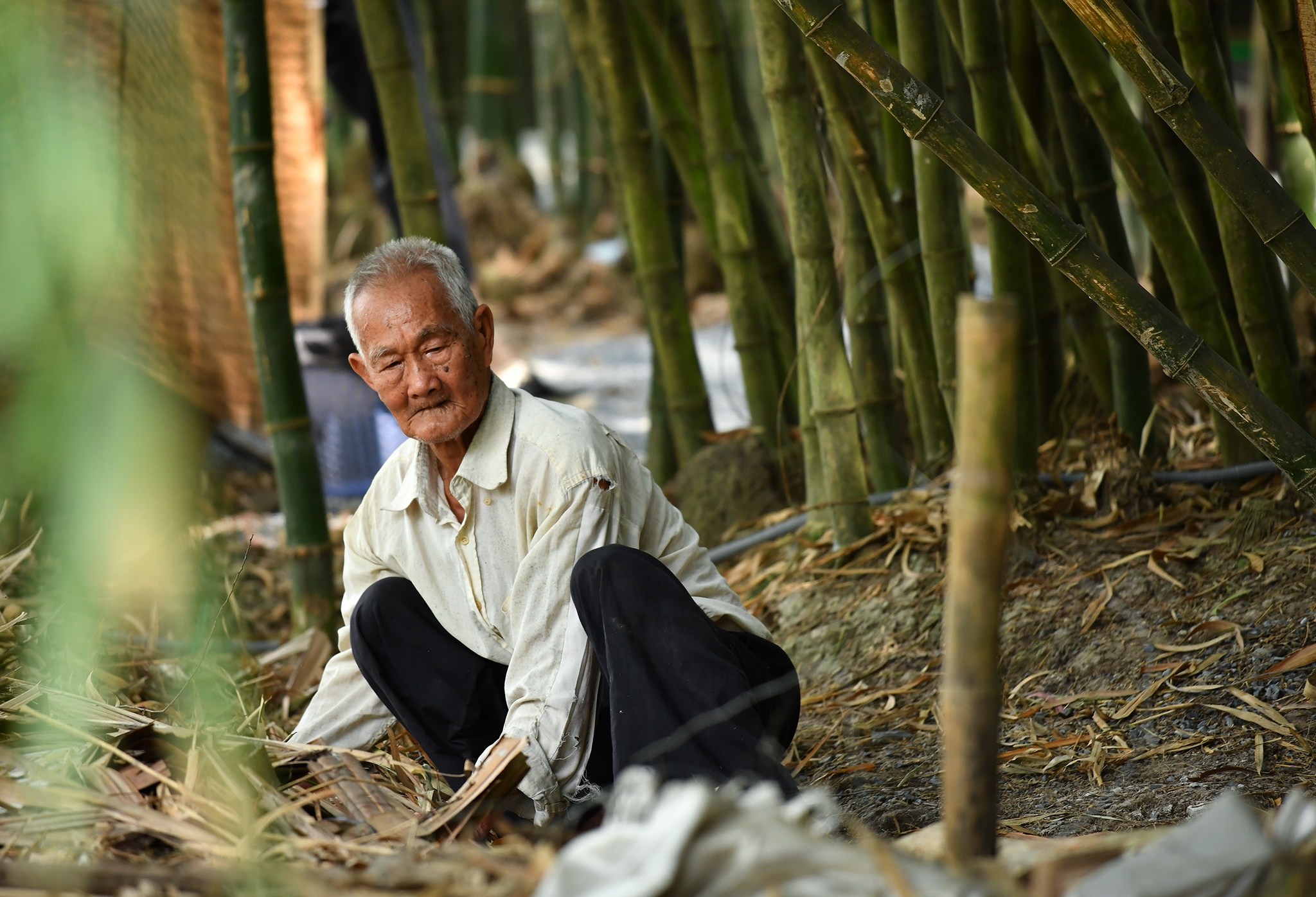 Vườn tre Tư Sang ảnh 2 Vuon tre Tu Sang anh 2
