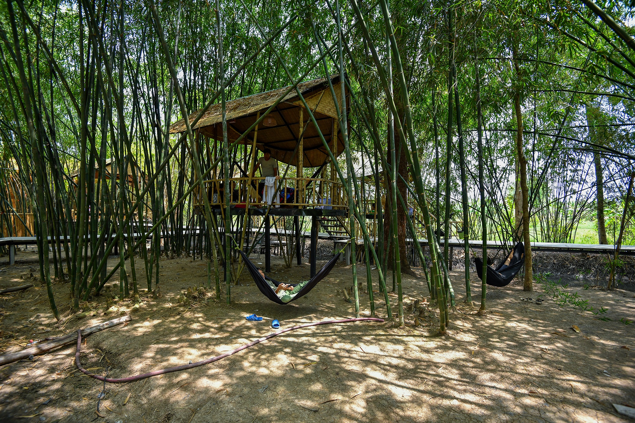 Vườn tre Tư Sang ảnh 4 Vuon tre Tu Sang anh 4