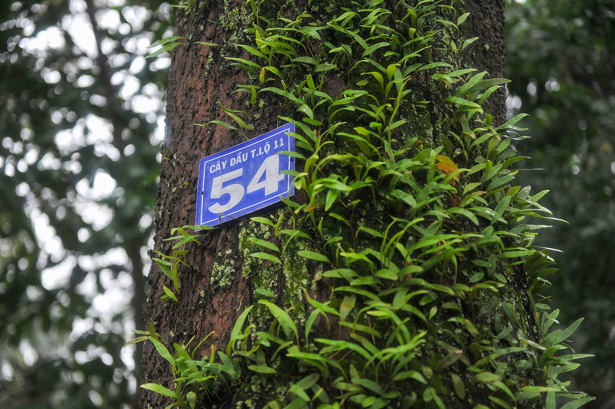 Hàng dầu cổ thụ ảnh 5 Hang dau co thu anh 5