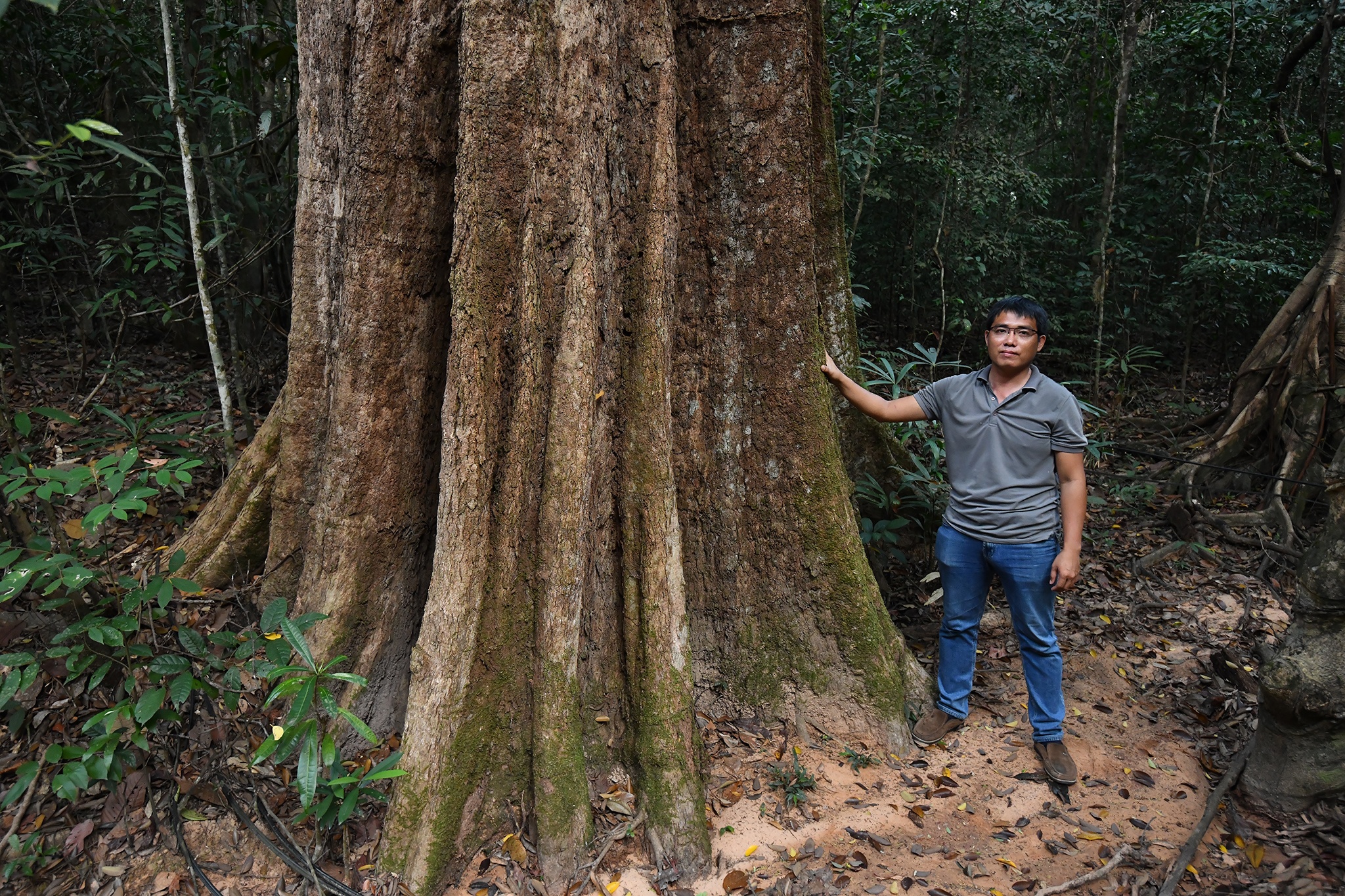 Loat cay ko nia co thu chuc nguoi om moi xue trong rung Phu Quoc hinh anh