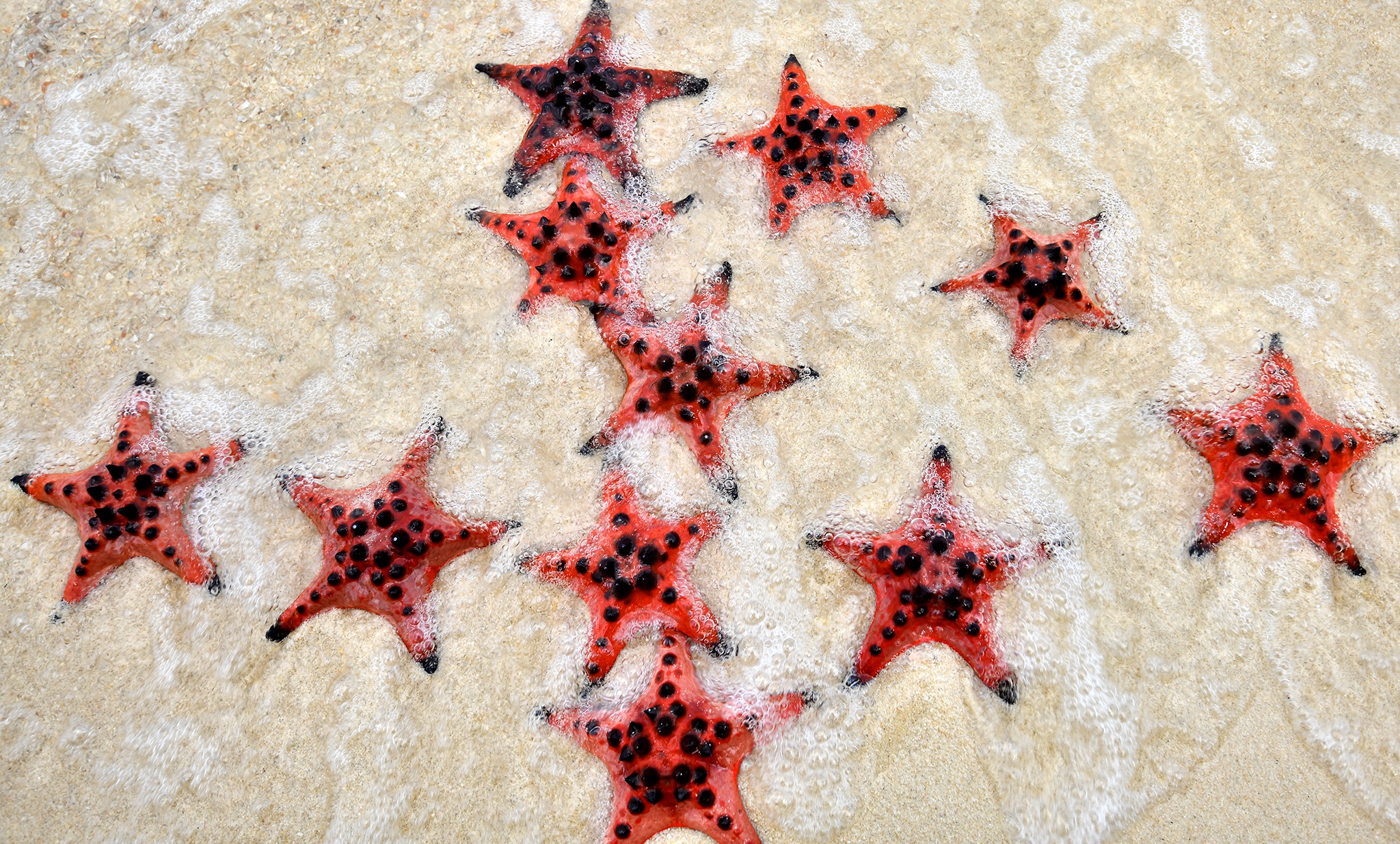 Sao bien Phu Quoc anh 4