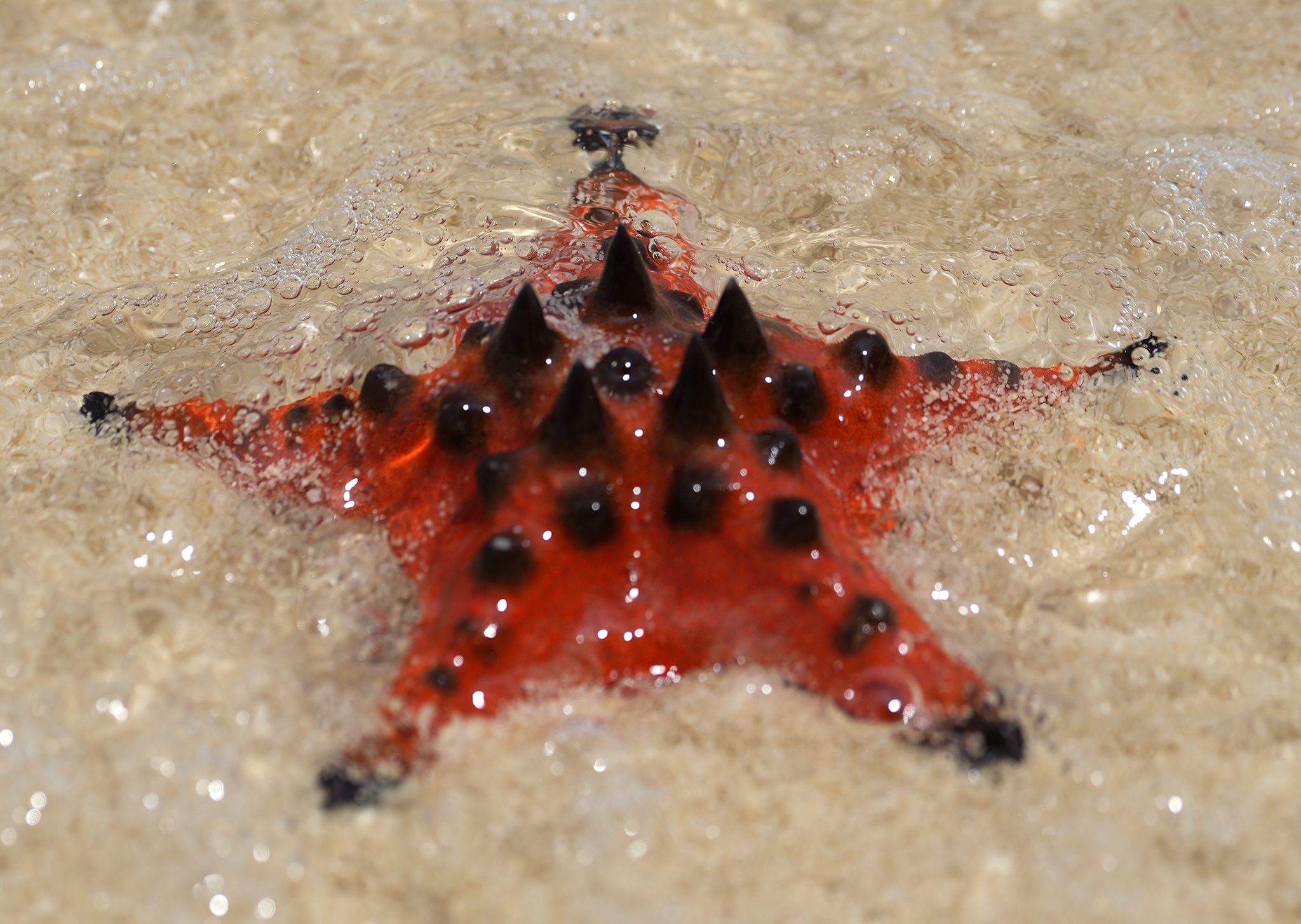 Sao bien Phu Quoc anh 3