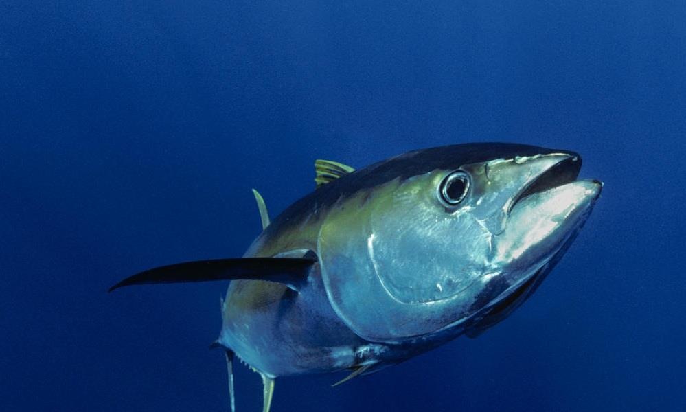 Cá ngừ vây xanh là gì ảnh 3 Ca ngu vay xanh la gi anh 3