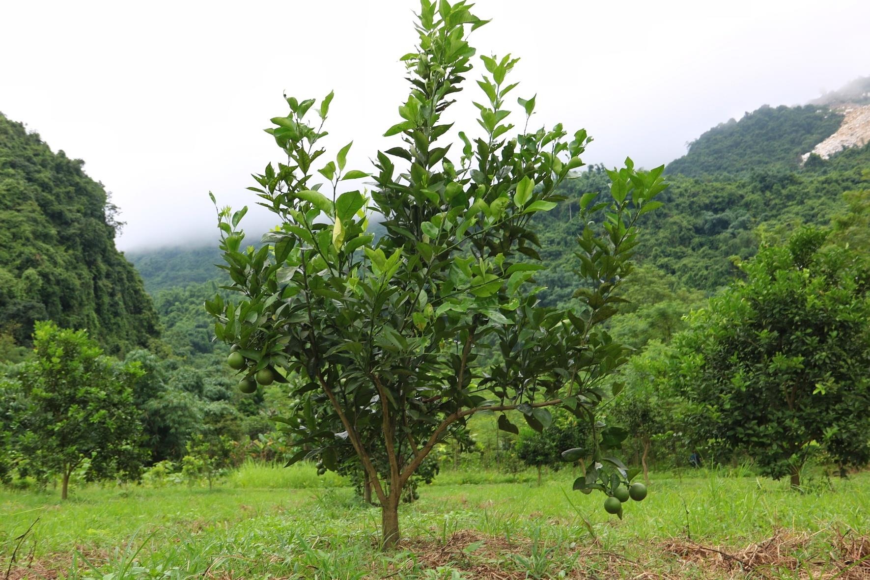 Đá quý tiền tỷ yên bái ảnh 6 Da quy tien ty yen bai anh 6