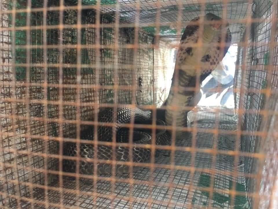 Ran doc bua vay chung cu Xuan Mai Complex hinh anh