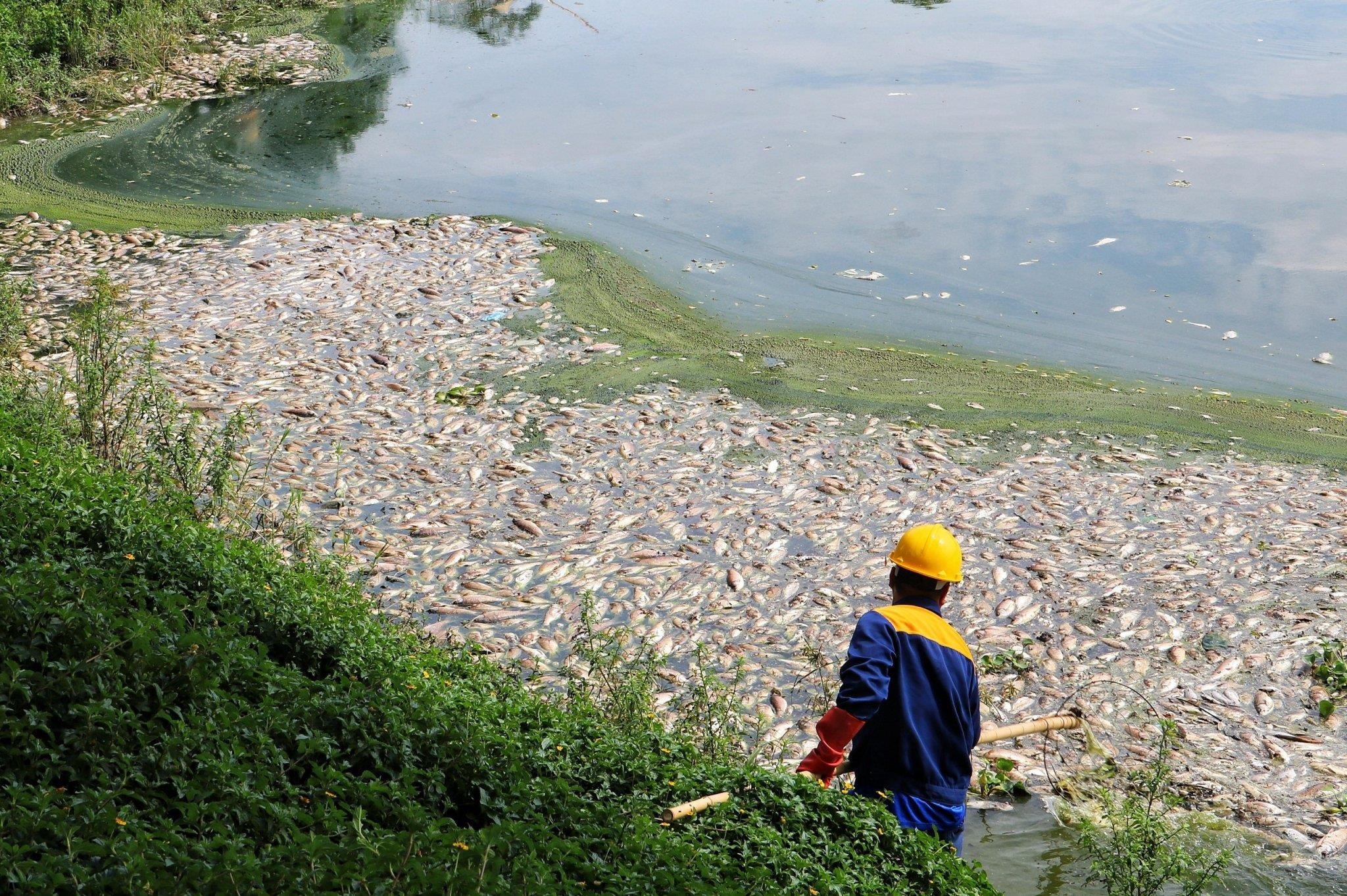 Ca chet trang ho Yen So, mui hoi tanh boc len nong nac hinh anh