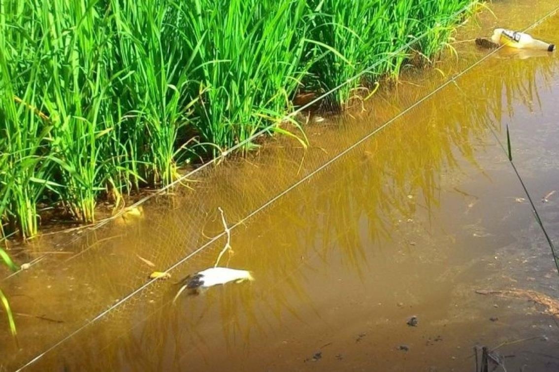 Nguoi phu nu tu vong do vap bay chuot bang dien cua hang xom hinh anh