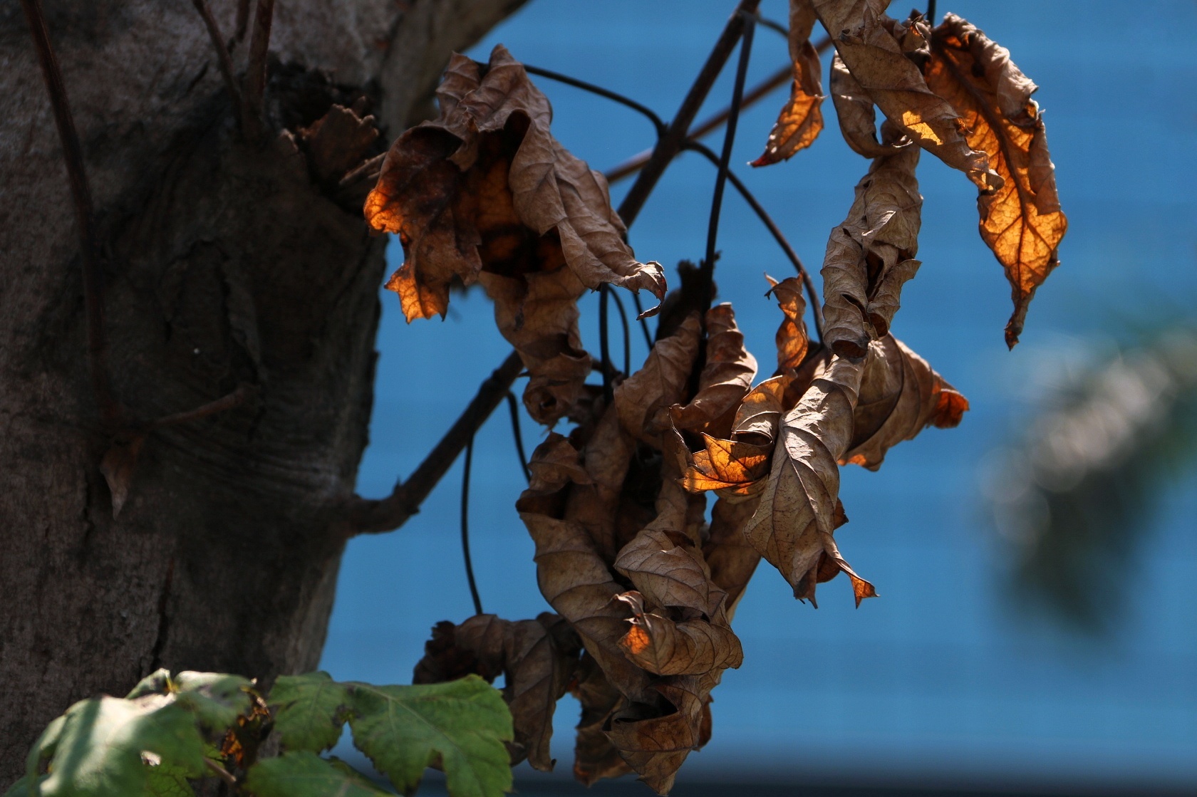 Phong la do kho heo anh 6