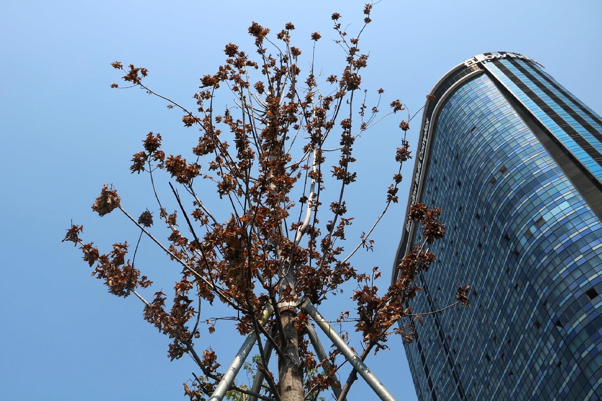 Hang phong la do tren duong Tran Duy Hung kho heo giua troi thu hinh anh