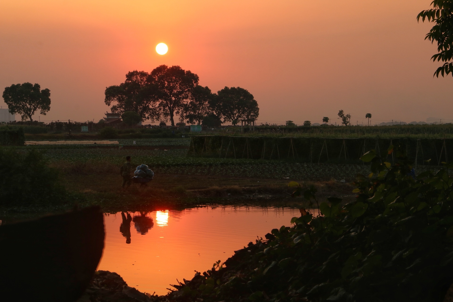 Lang bich hoa Ha Noi anh 1