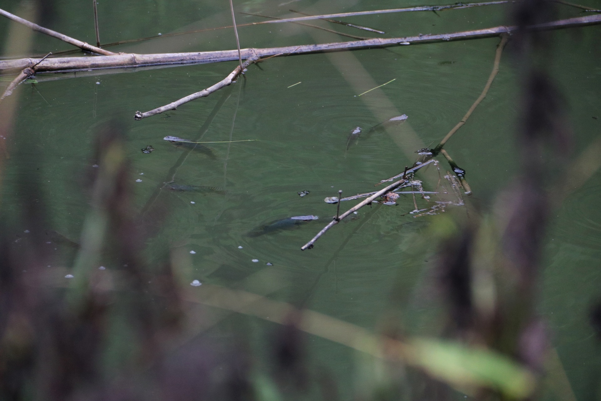 Do trom dau thai song da anh 6