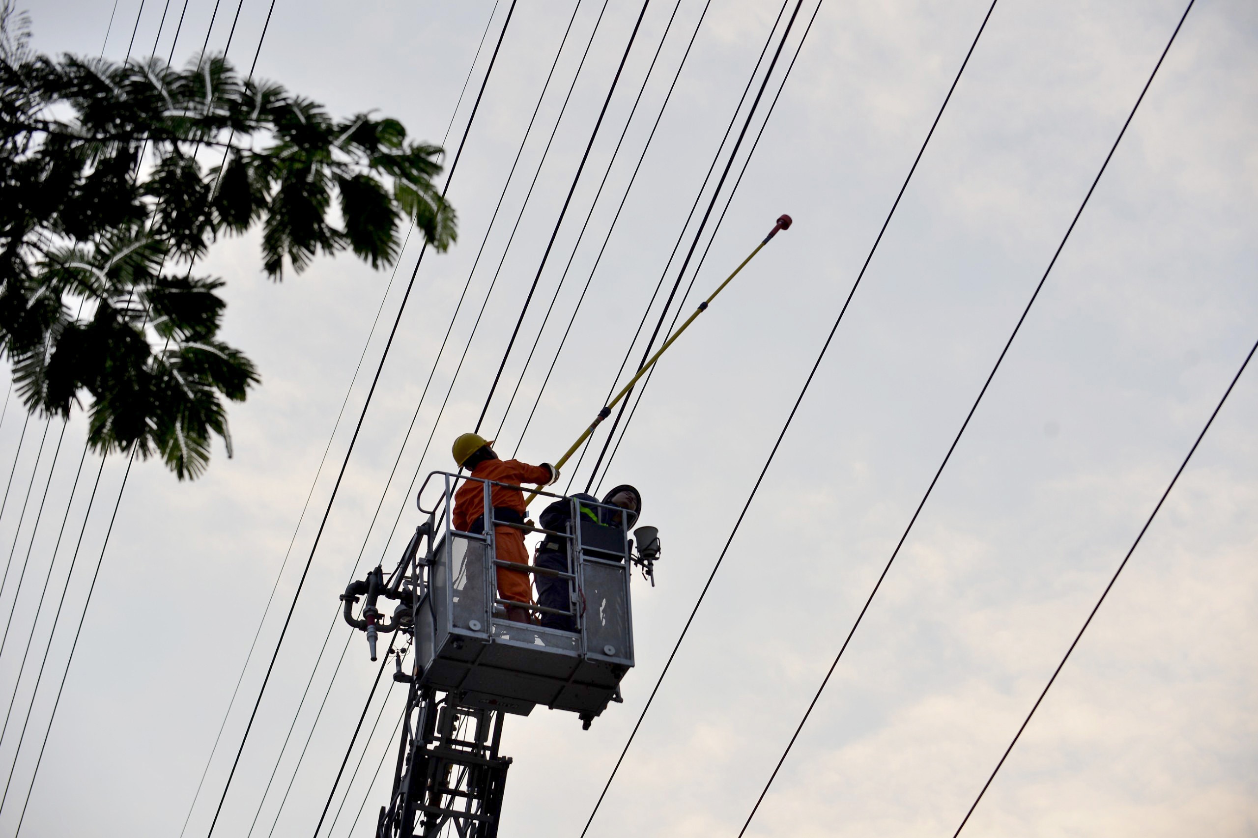 co thu tren cot dien cao the anh 8