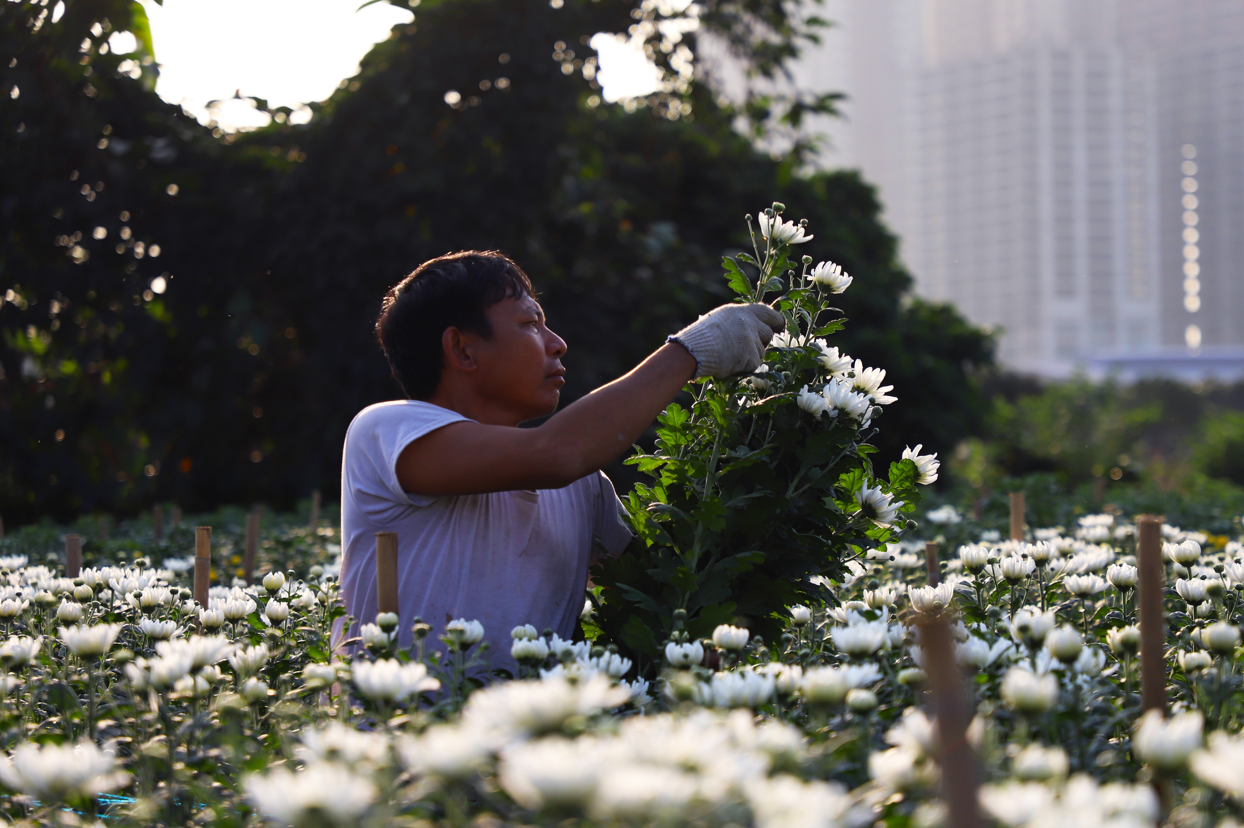 Làng hoa Tây Tựu ảnh 13 Lang hoa Tay Tuu anh 13