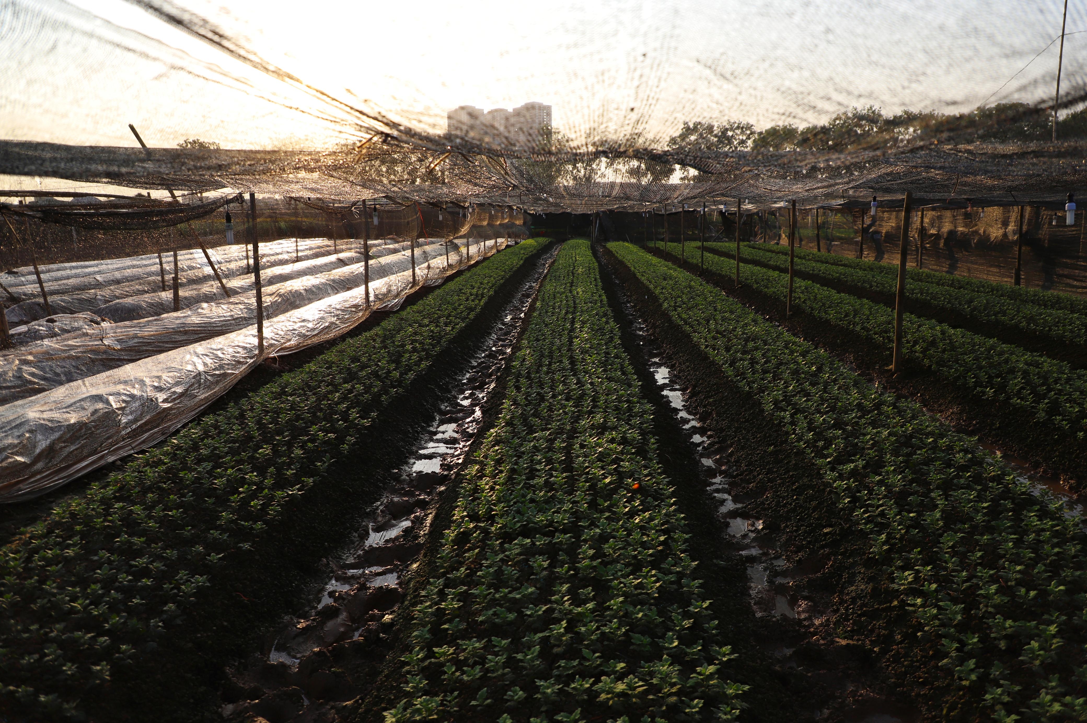 Lang hoa Tay Tuu anh 15