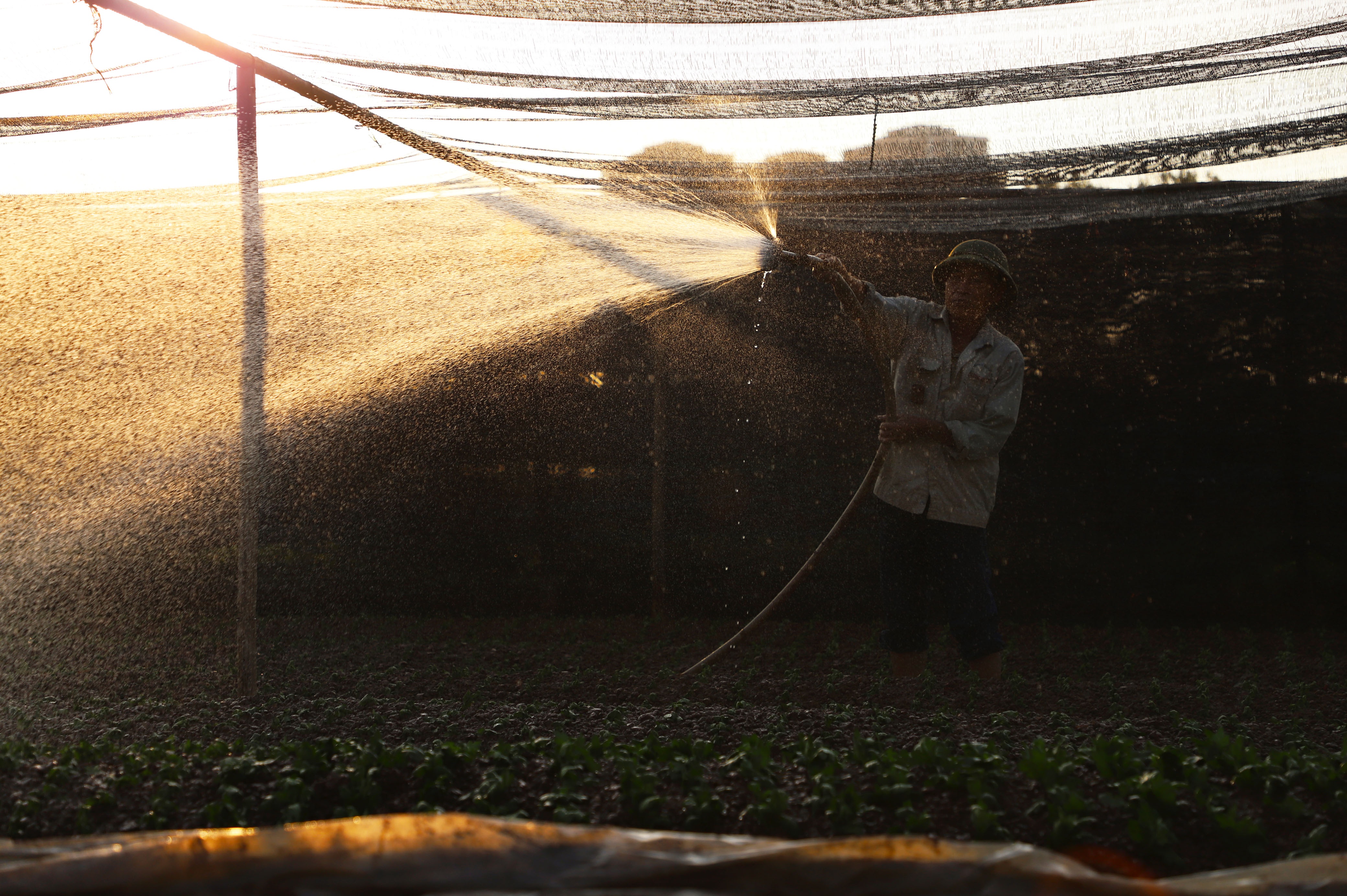 Làng hoa Tây Tựu ảnh 3 Lang hoa Tay Tuu anh 3
