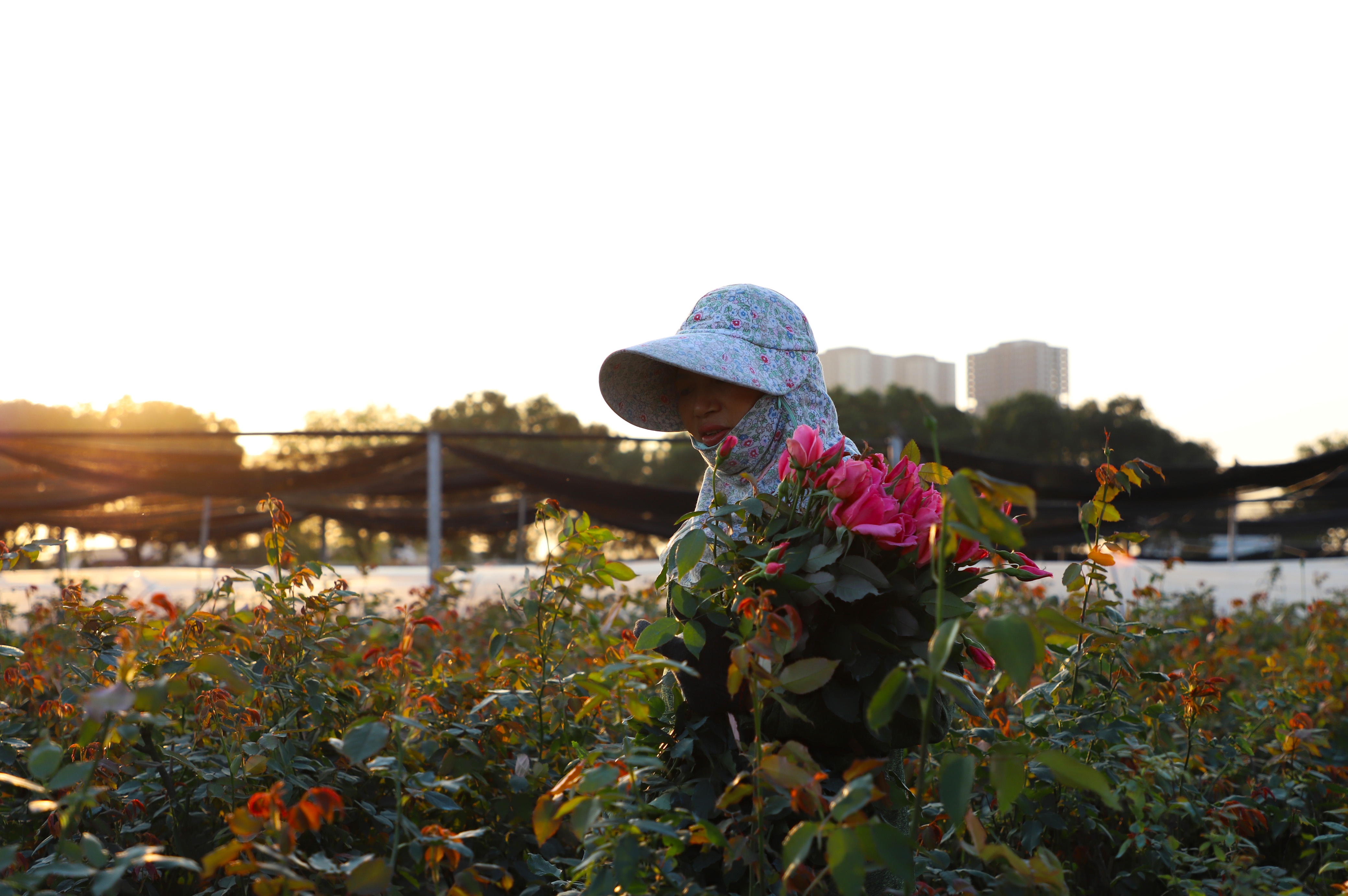 Làng hoa Tây Tựu ảnh 7 Lang hoa Tay Tuu anh 7