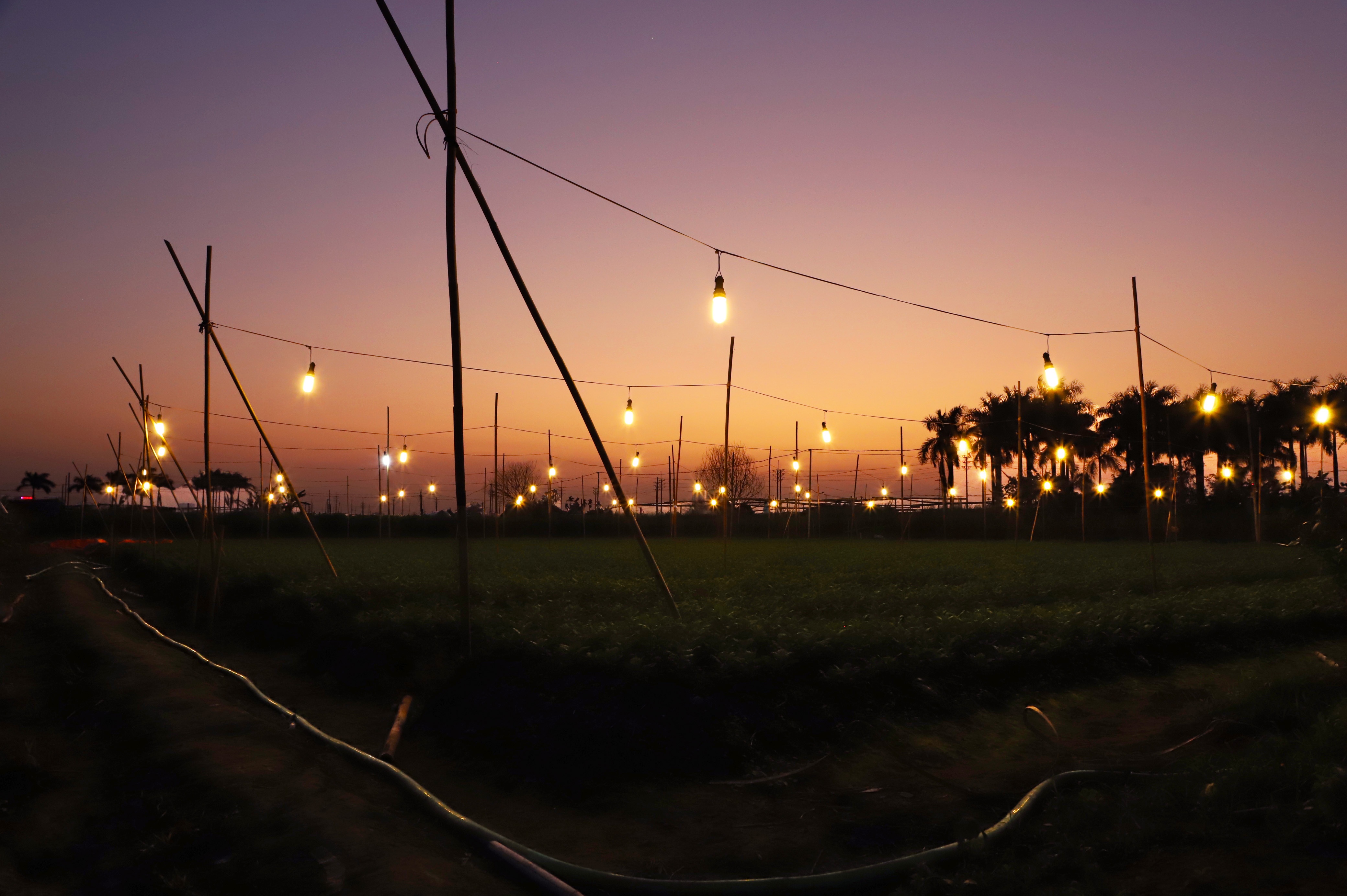 Làng hoa Tây Tựu ảnh 17 Lang hoa Tay Tuu anh 17