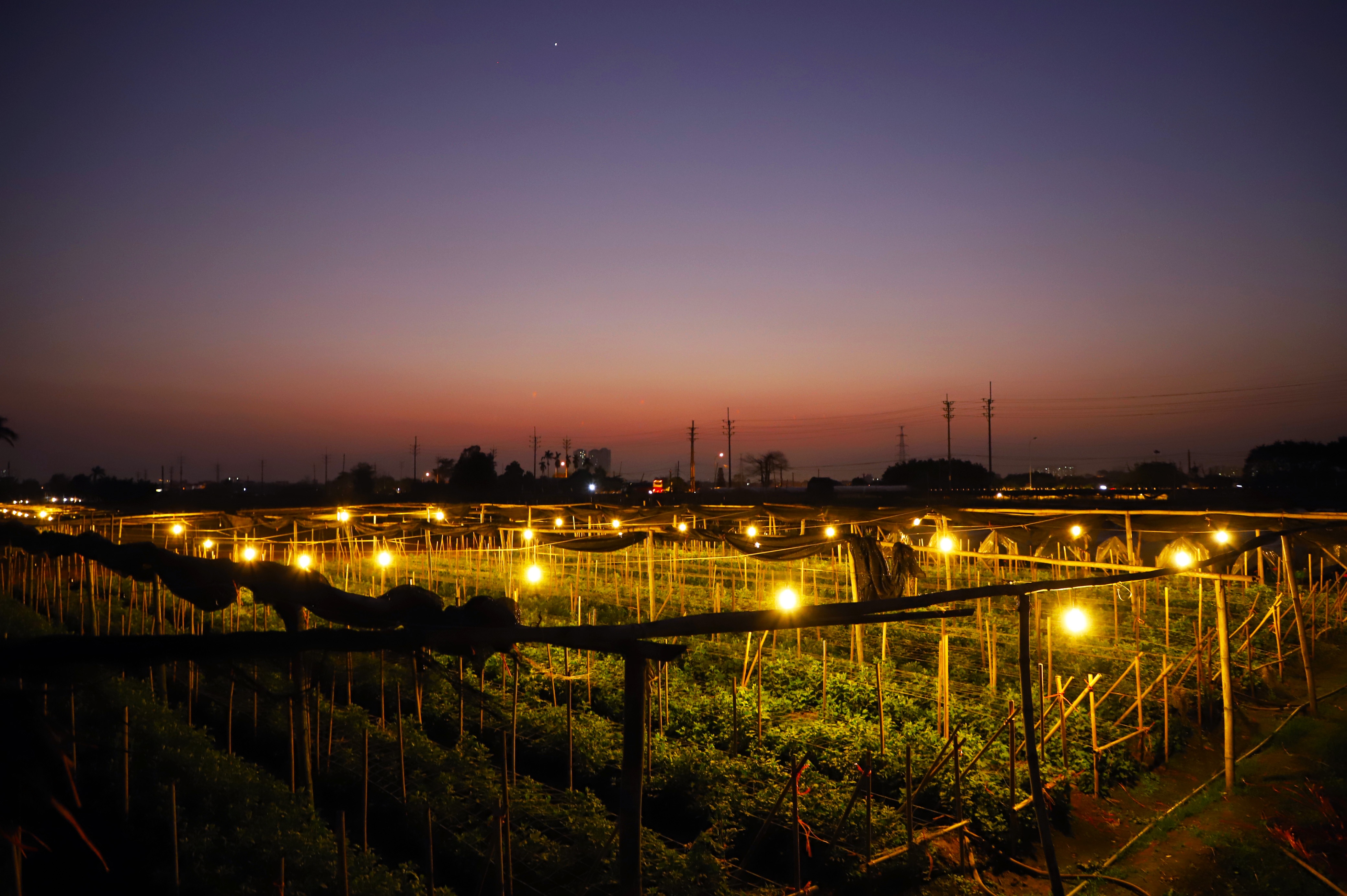 Lang hoa Tay Tuu anh 16