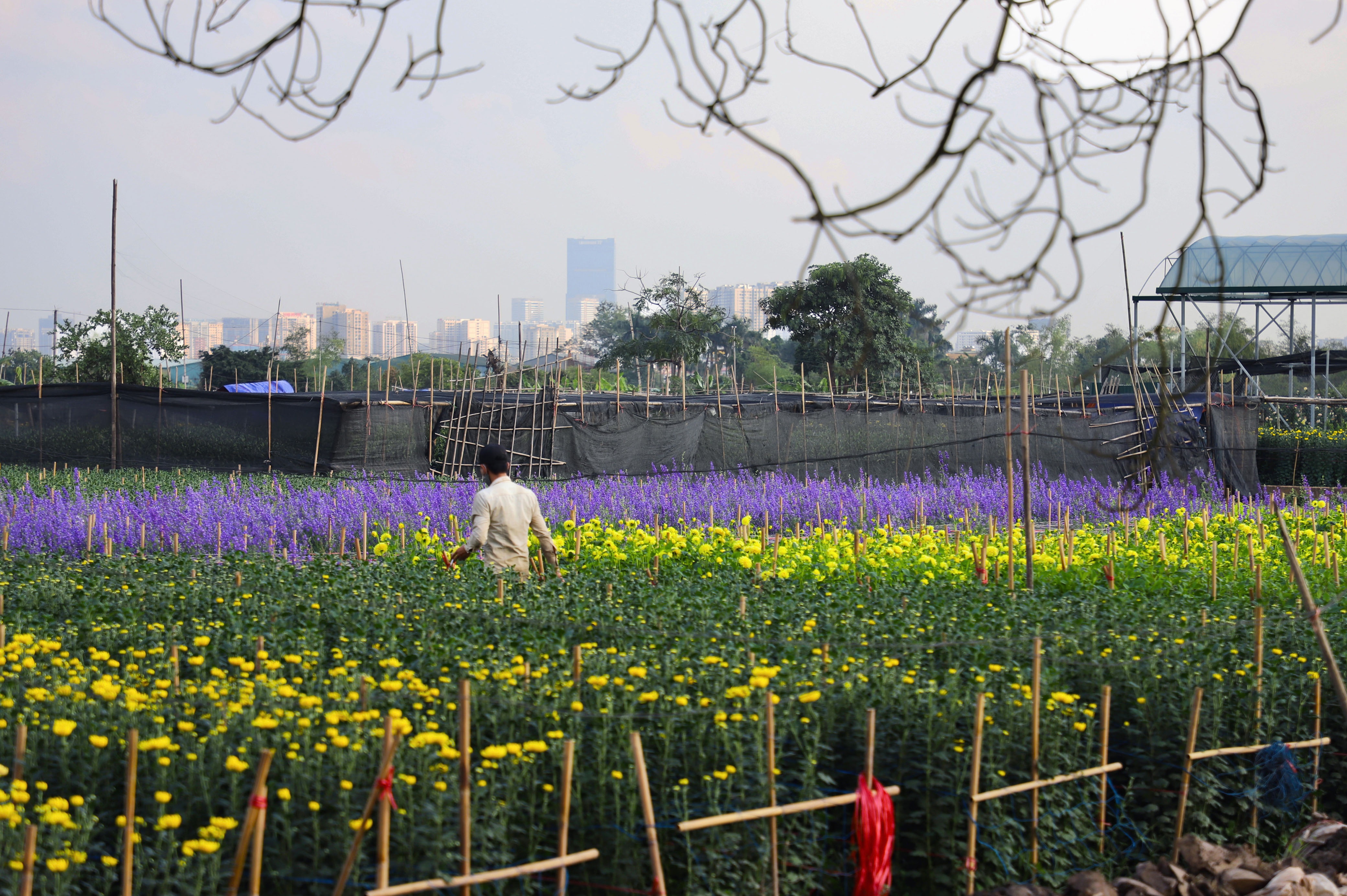 Lang hoa Tay Tuu anh 5