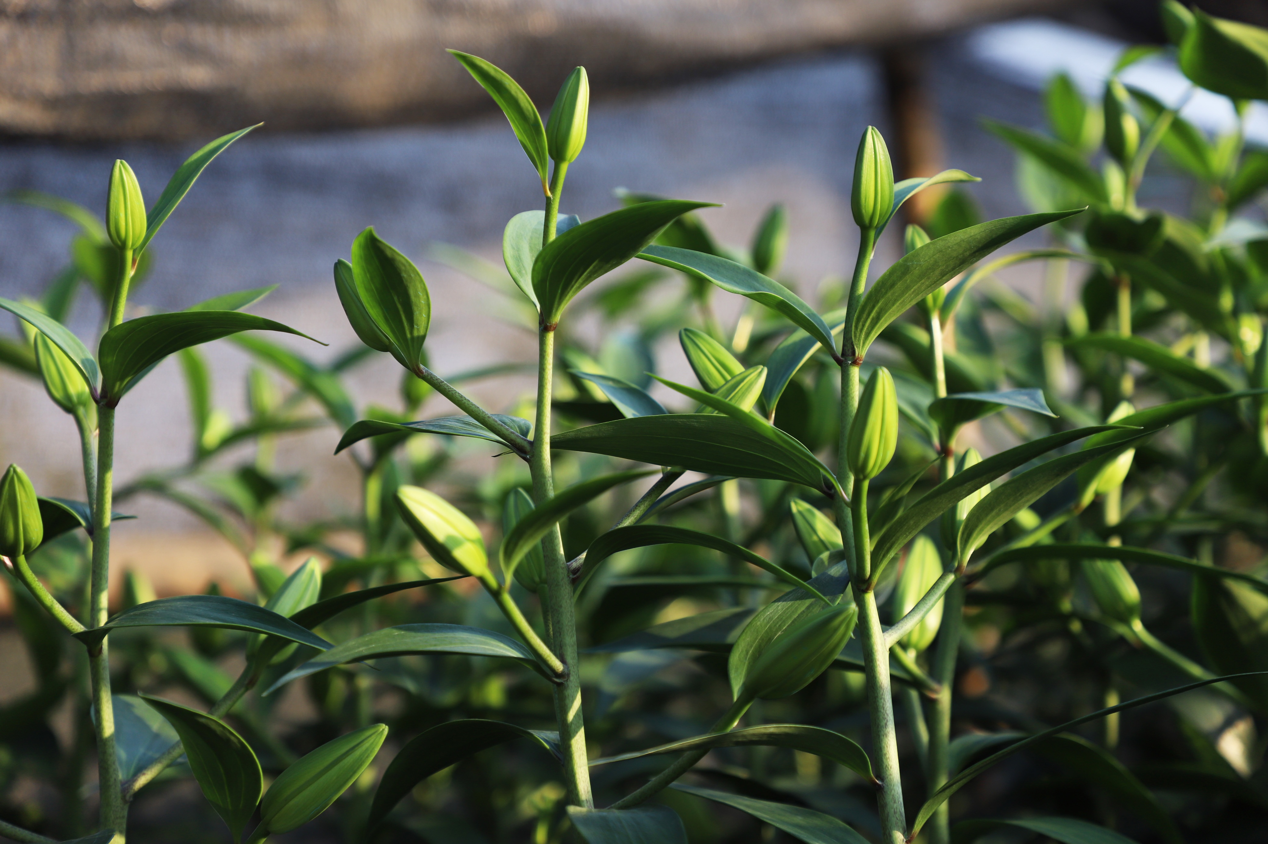 Lang hoa Tay Tuu anh 11