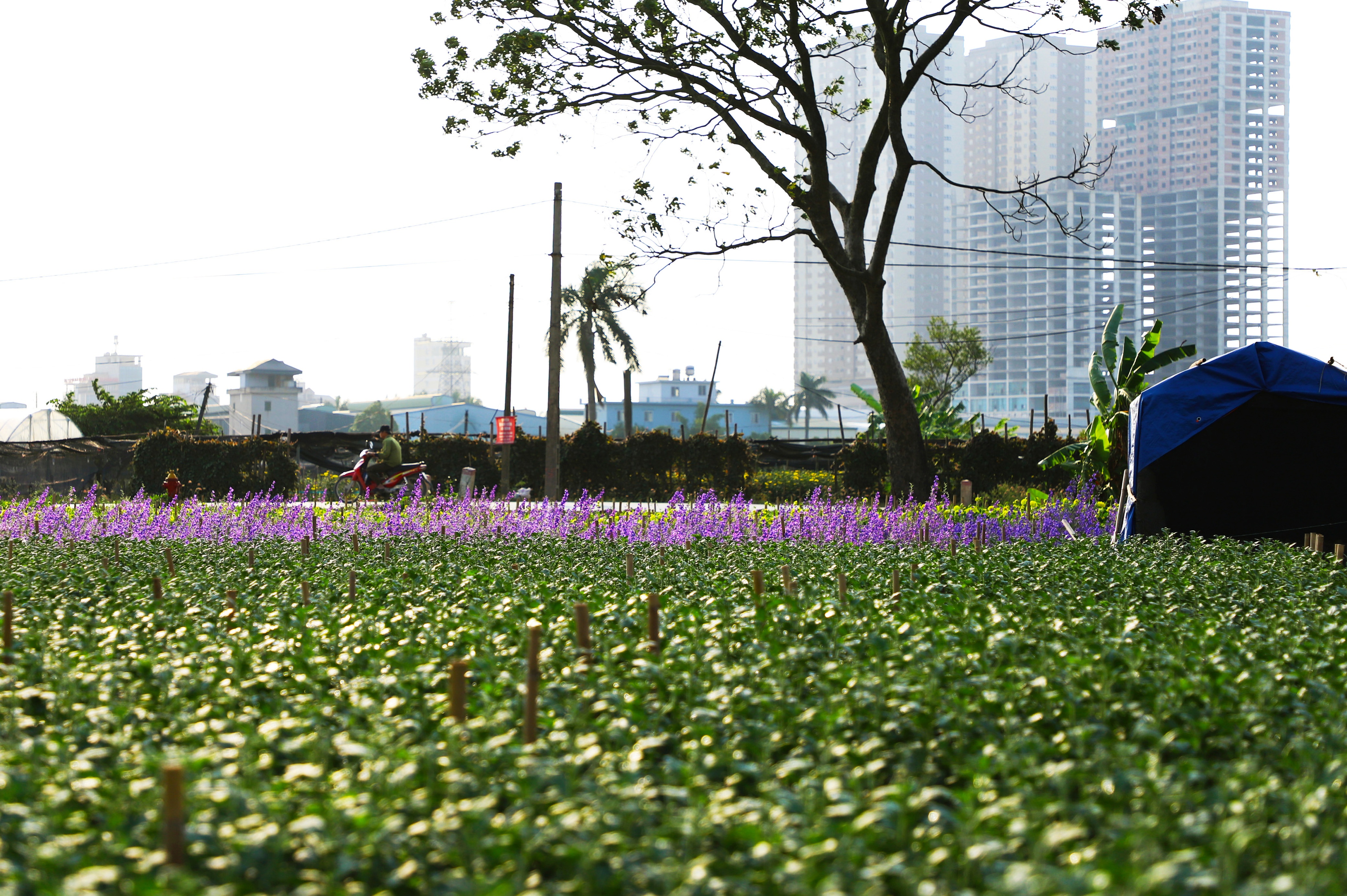 Làng hoa Tây Tựu ảnh 8 Lang hoa Tay Tuu anh 8