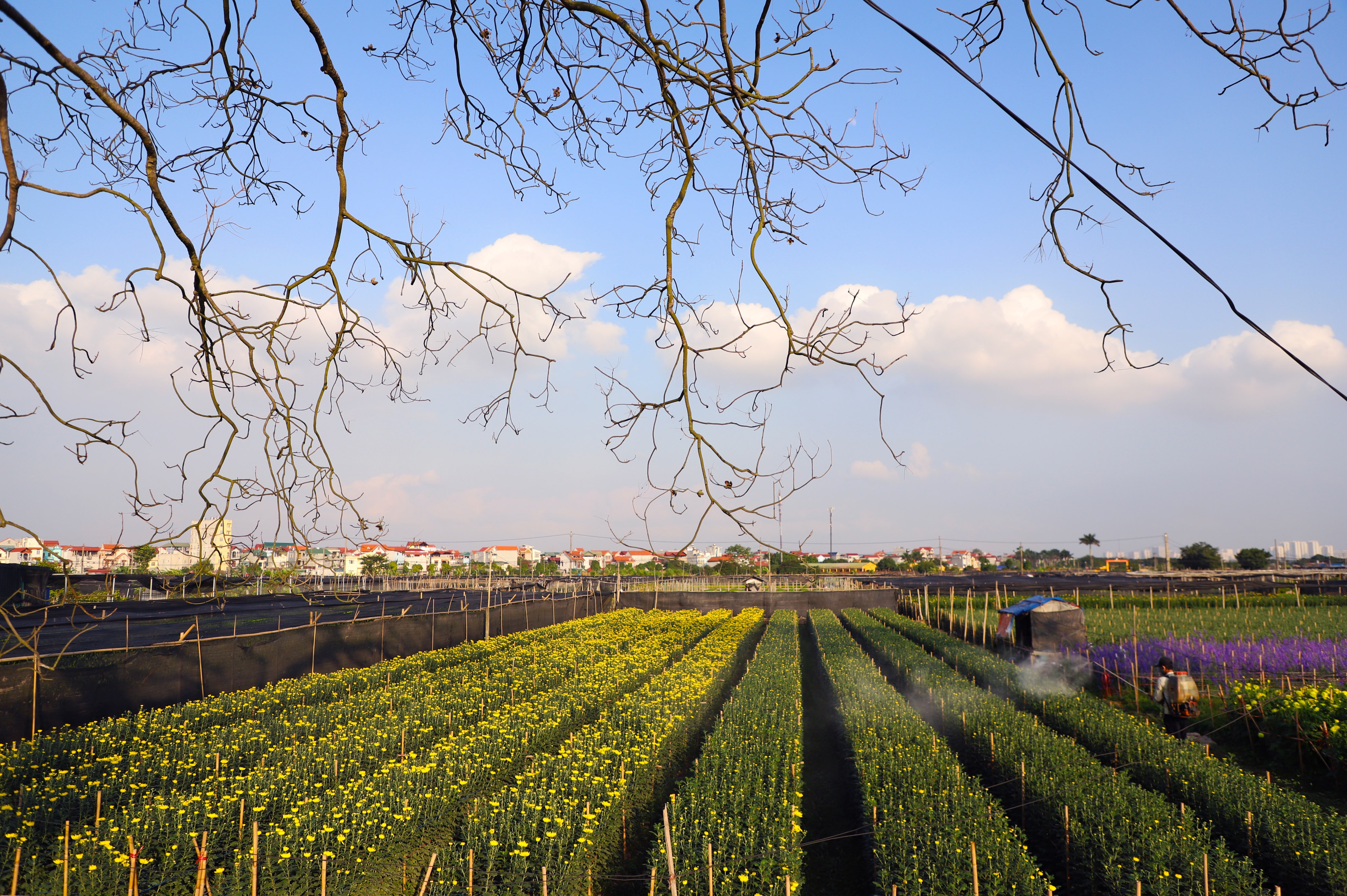 Lang hoa Tay Tuu anh 1