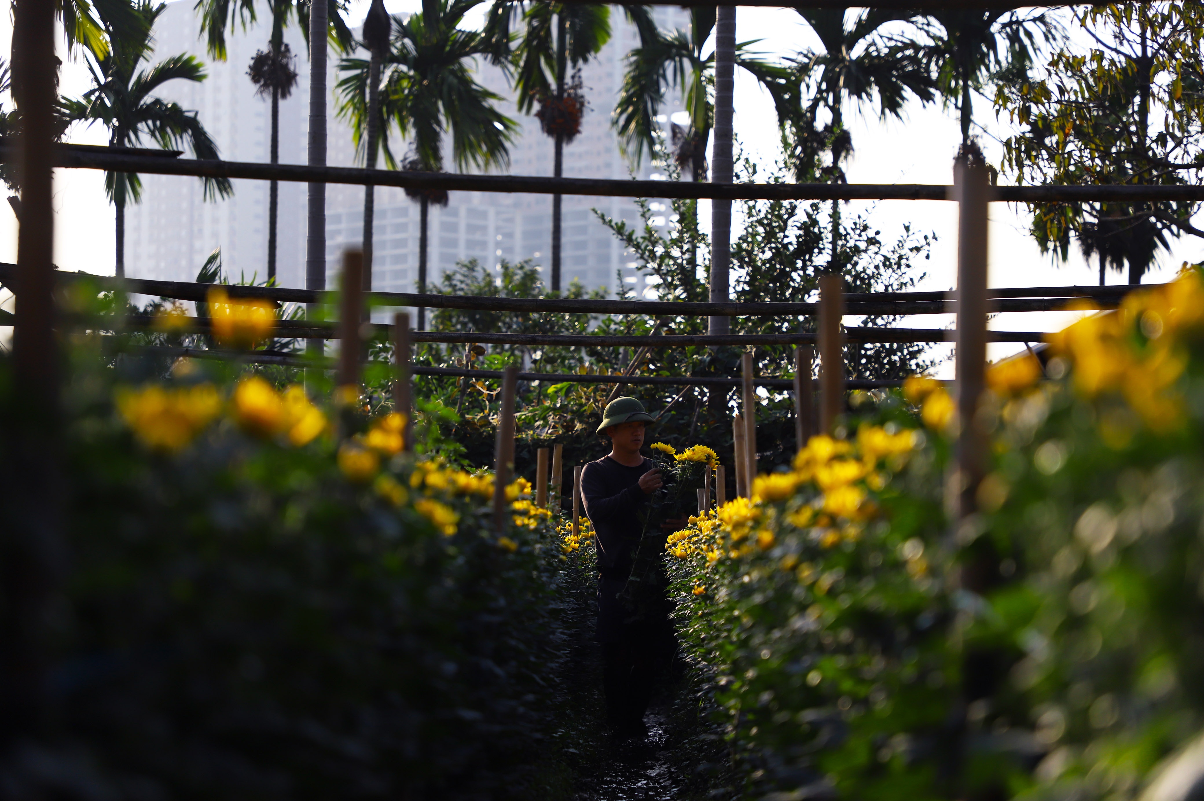 Làng hoa Tây Tựu ảnh 14 Lang hoa Tay Tuu anh 14