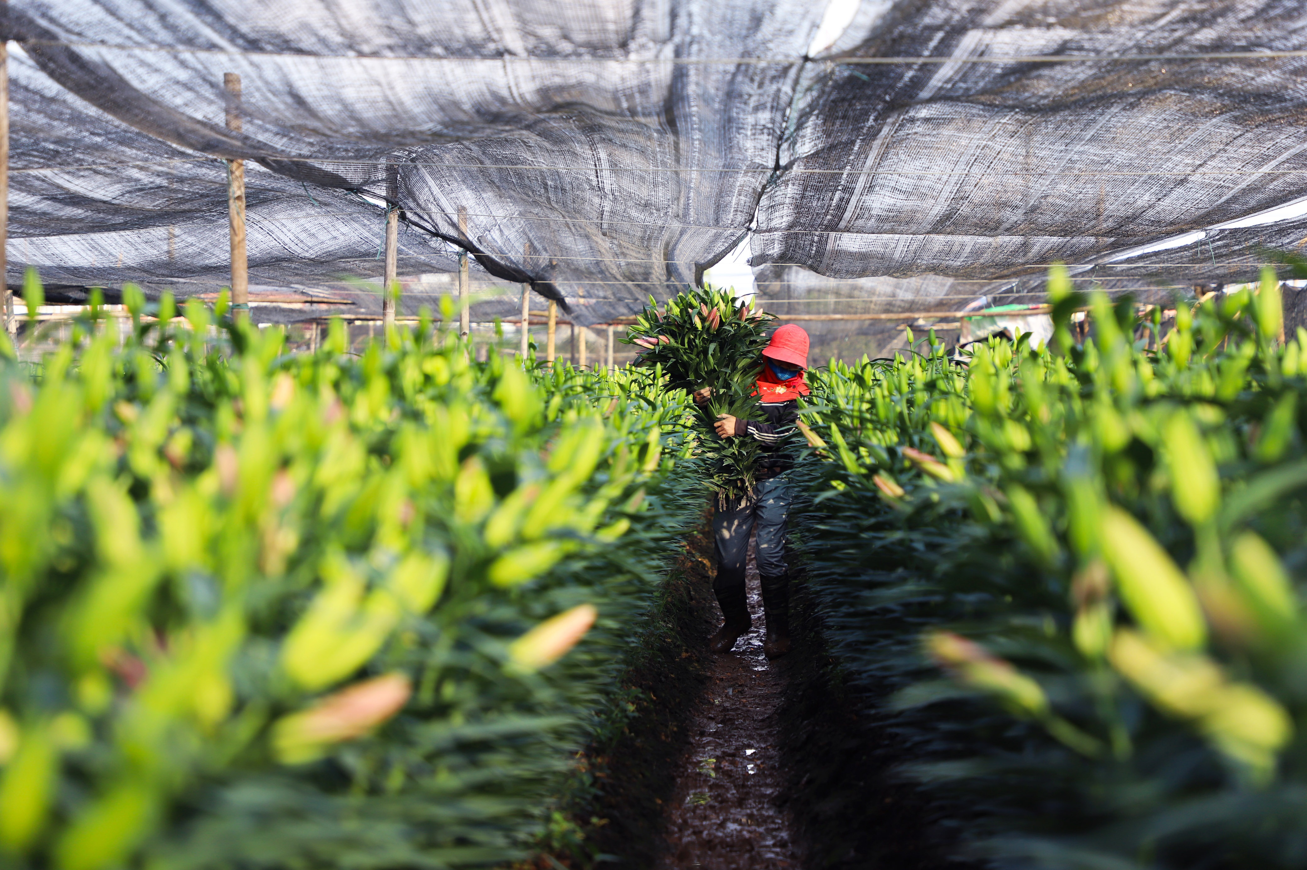 Lang hoa Tay Tuu anh 10