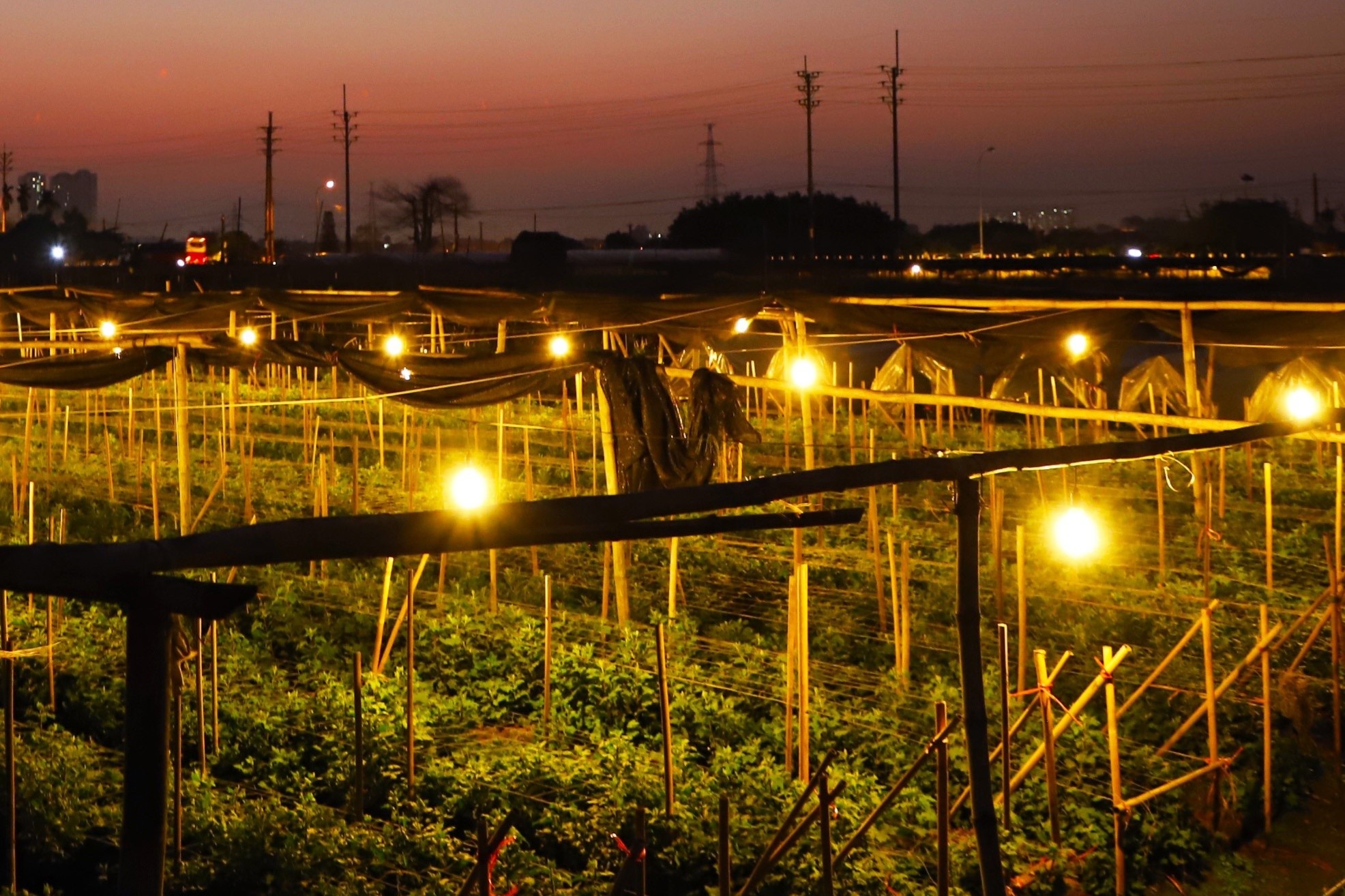 Nguoi Tay Tuu nin tho voi canh bac hoa Tet hinh anh