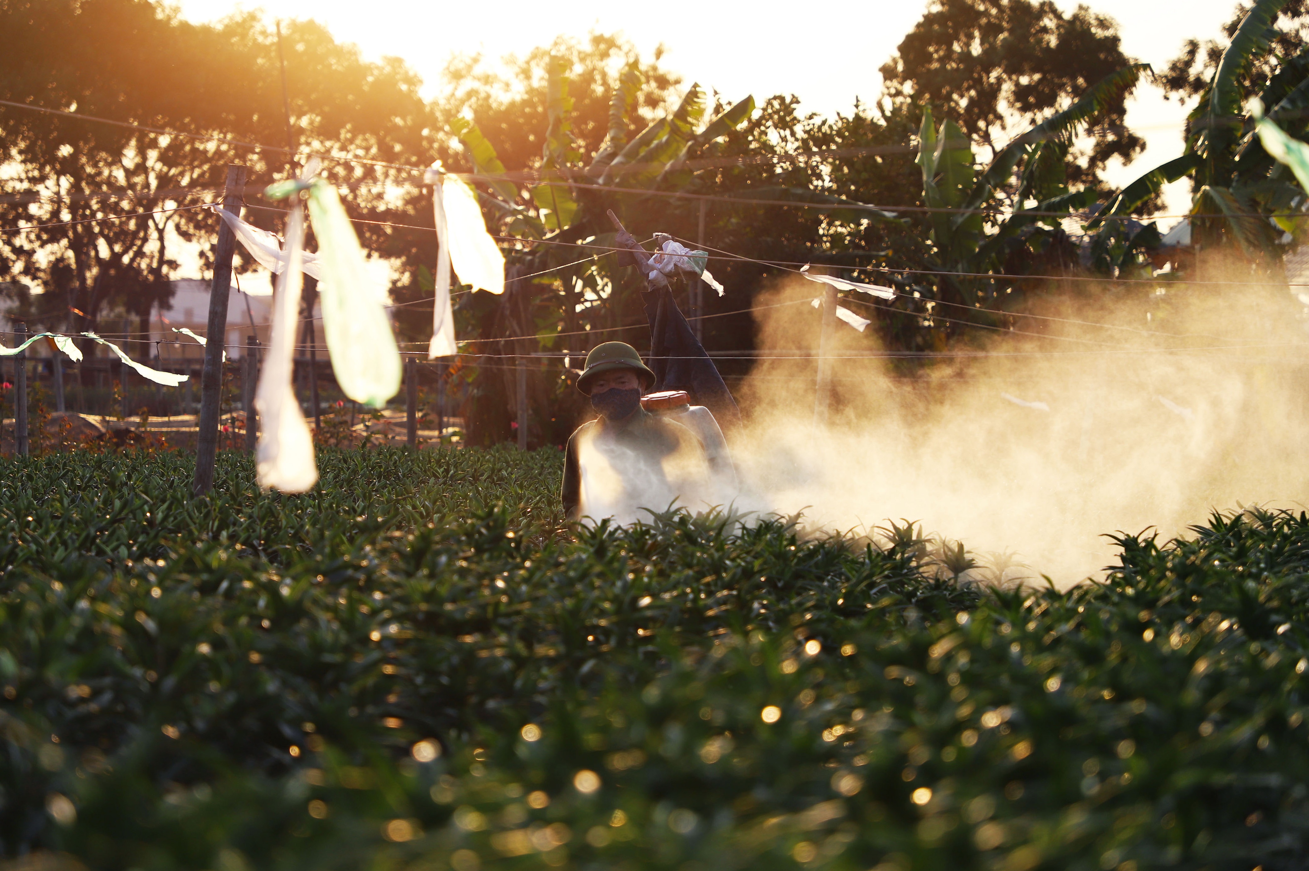 Làng hoa Tây Tựu ảnh 2 Lang hoa Tay Tuu anh 2