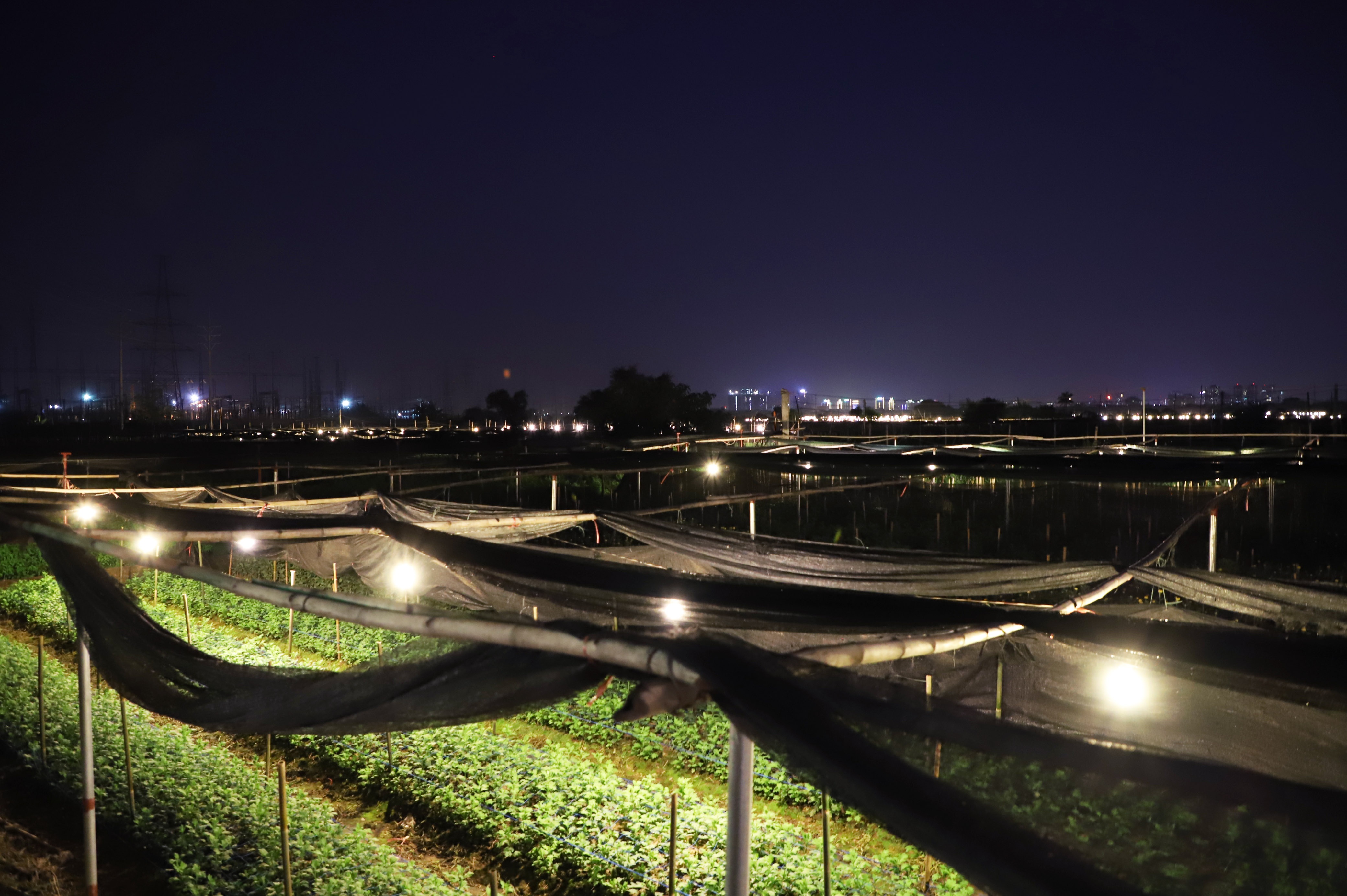 Lang hoa Tay Tuu anh 18