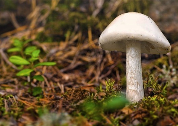 2 con tu vong, bo me nguy kich do an nam doc hinh anh