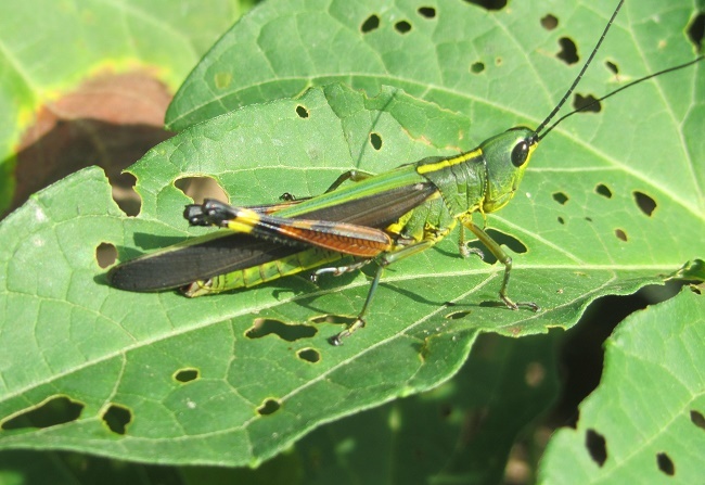 Dan chau chau tu Trung Quoc tran sang Dien Bien pha hoai hoa mau hinh anh