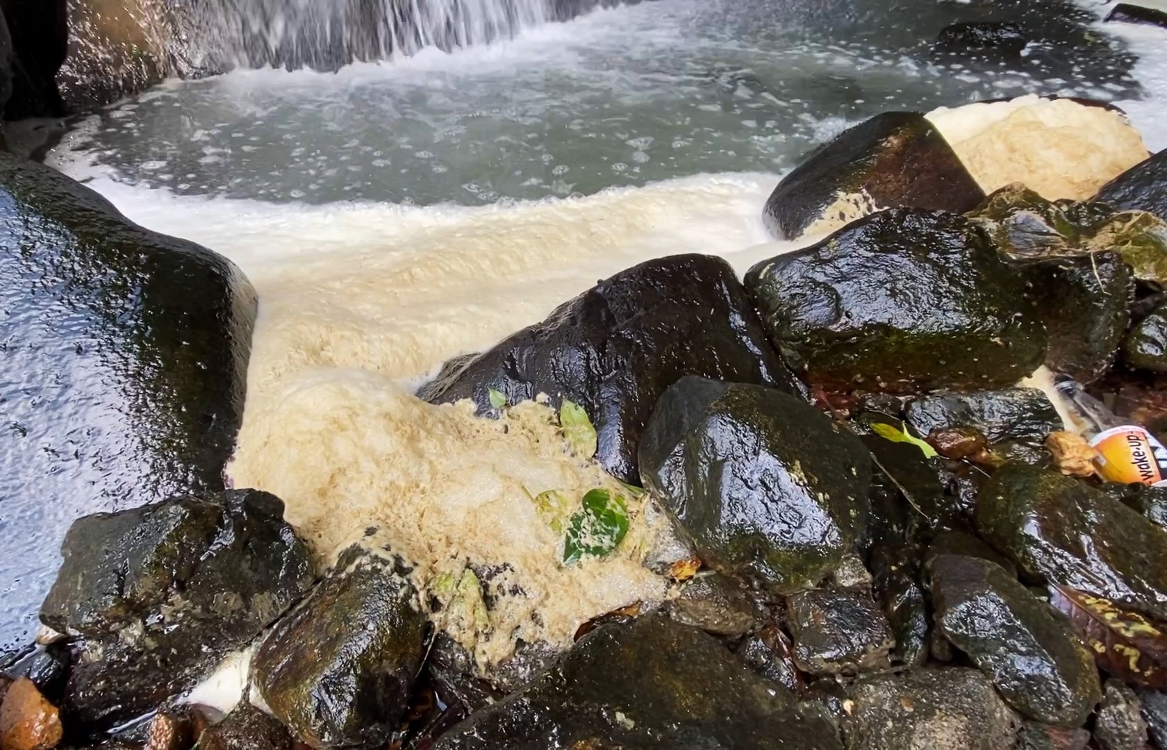 Rung be tong Tam Dao anh 6