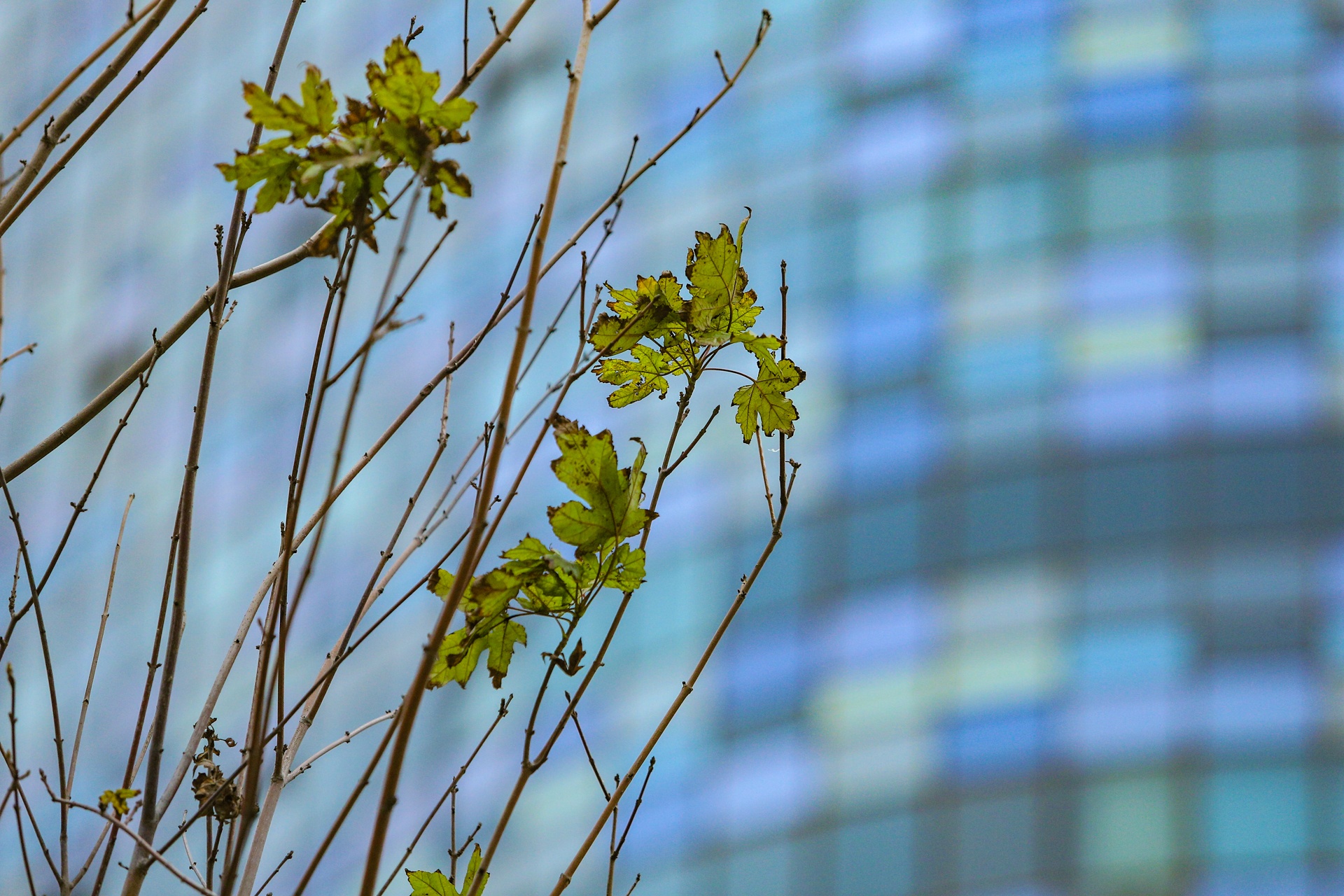 Cay phong la do Ha Noi anh 5