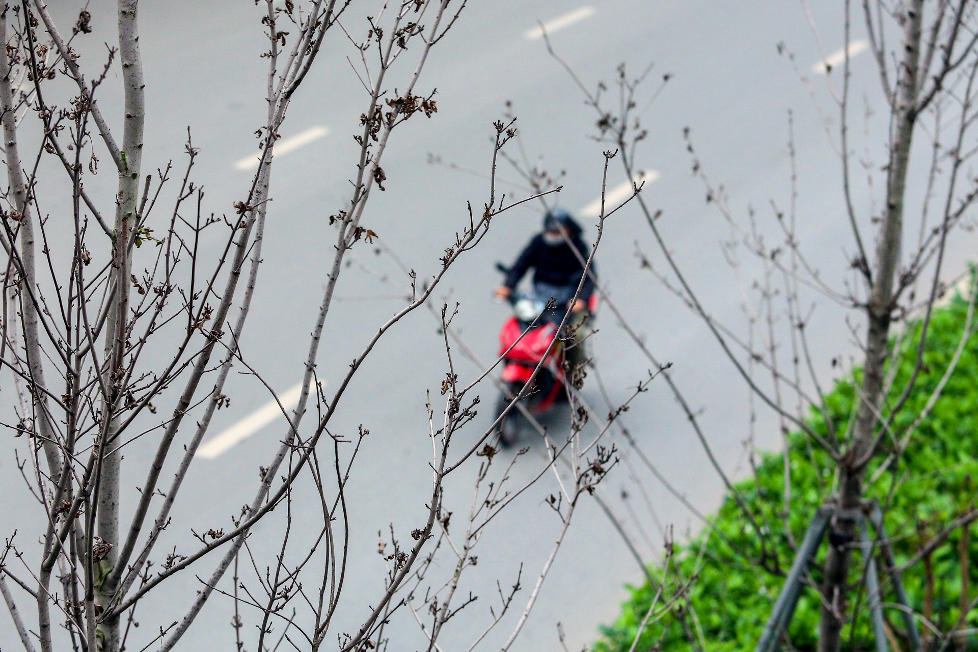 Cay phong la do Ha Noi anh 8