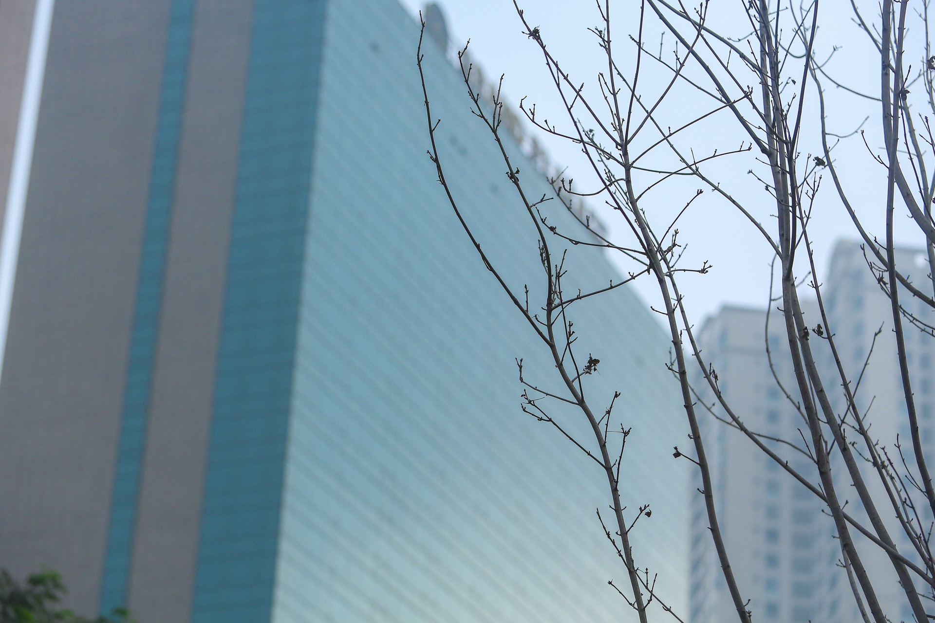 Cay phong la do Ha Noi anh 6