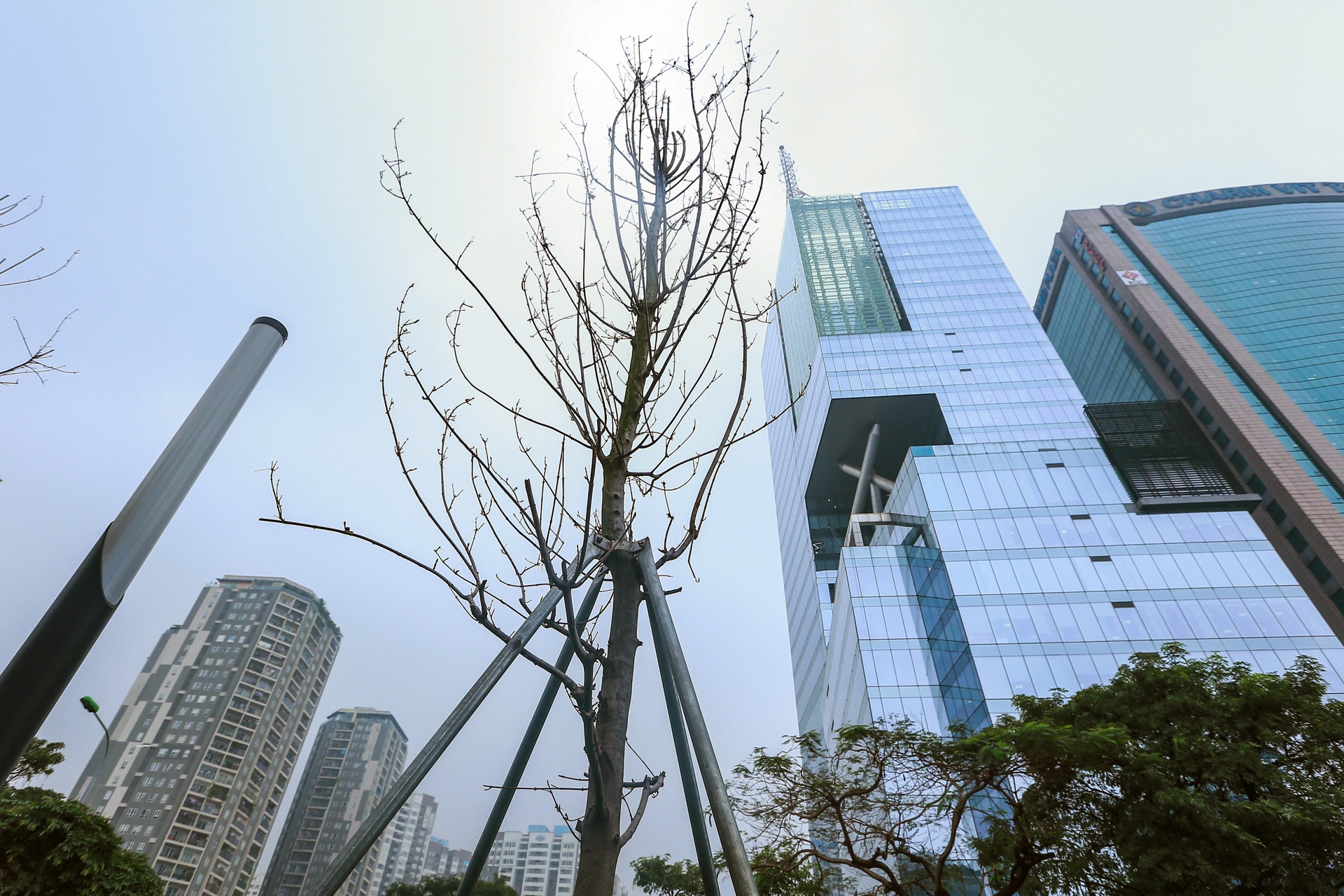 Cay phong la do Ha Noi anh 9