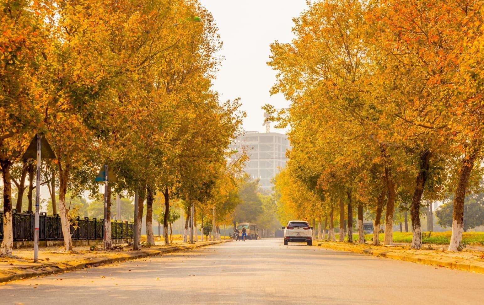 Cây sau sau ở Hà Nội ảnh 13 Cay sau sau o Ha Noi anh 13