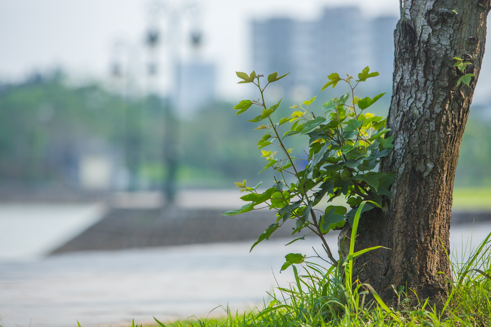 Cay sau sau o Ha Noi anh 9