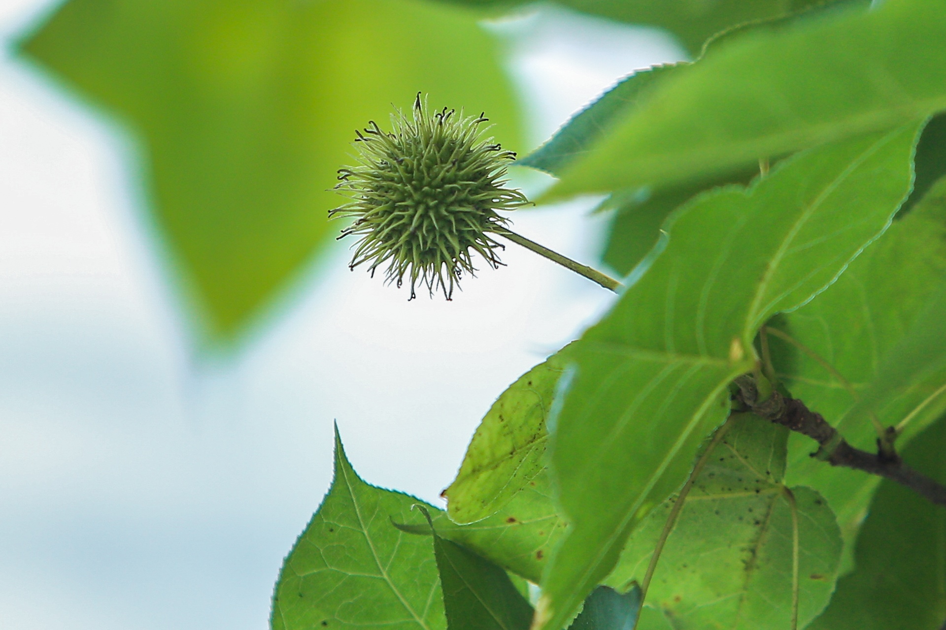 Cay sau sau o Ha Noi anh 7