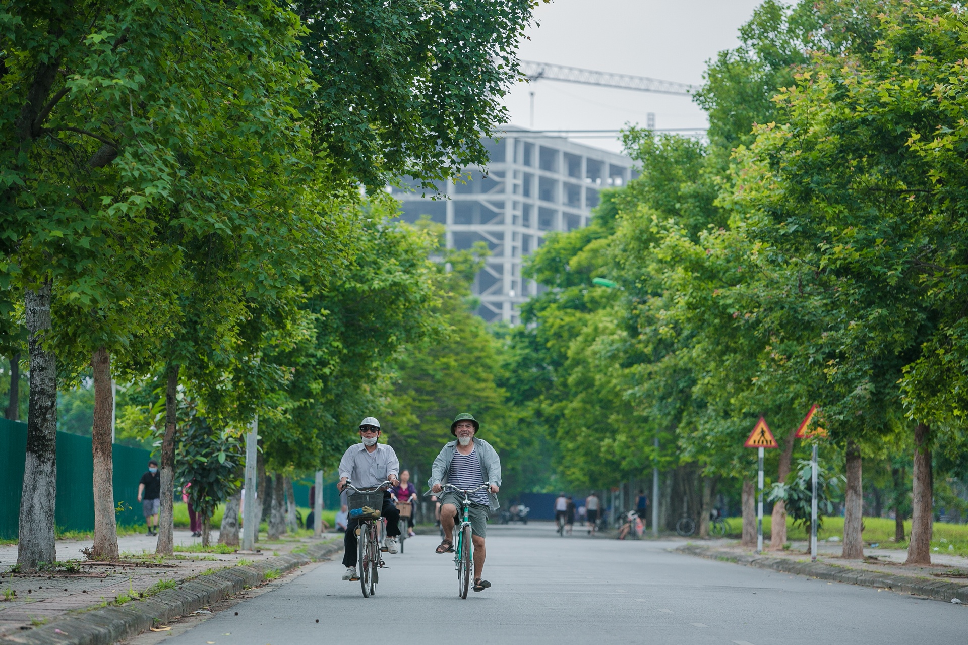 Cay sau sau o Ha Noi anh 1