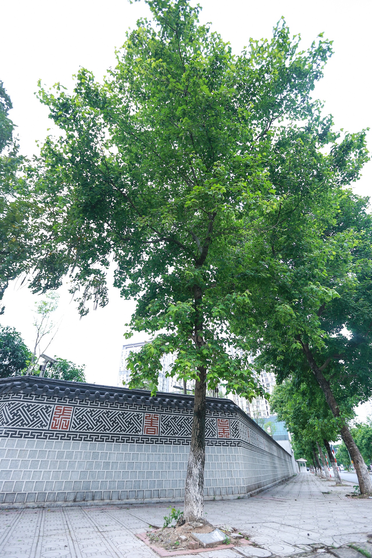 Cay sau sau o Ha Noi anh 2